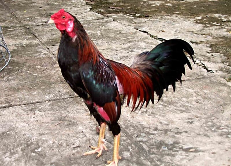 Mánh khóe búng lúa tẩm thuốc chơi đá gà bịp