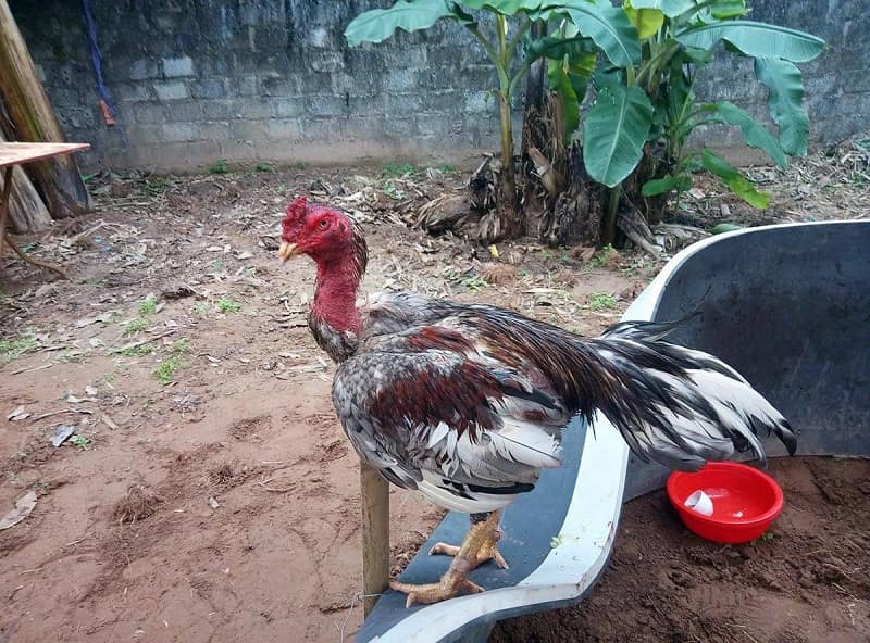 Chiêu trò cho gà dùng thuốc mê