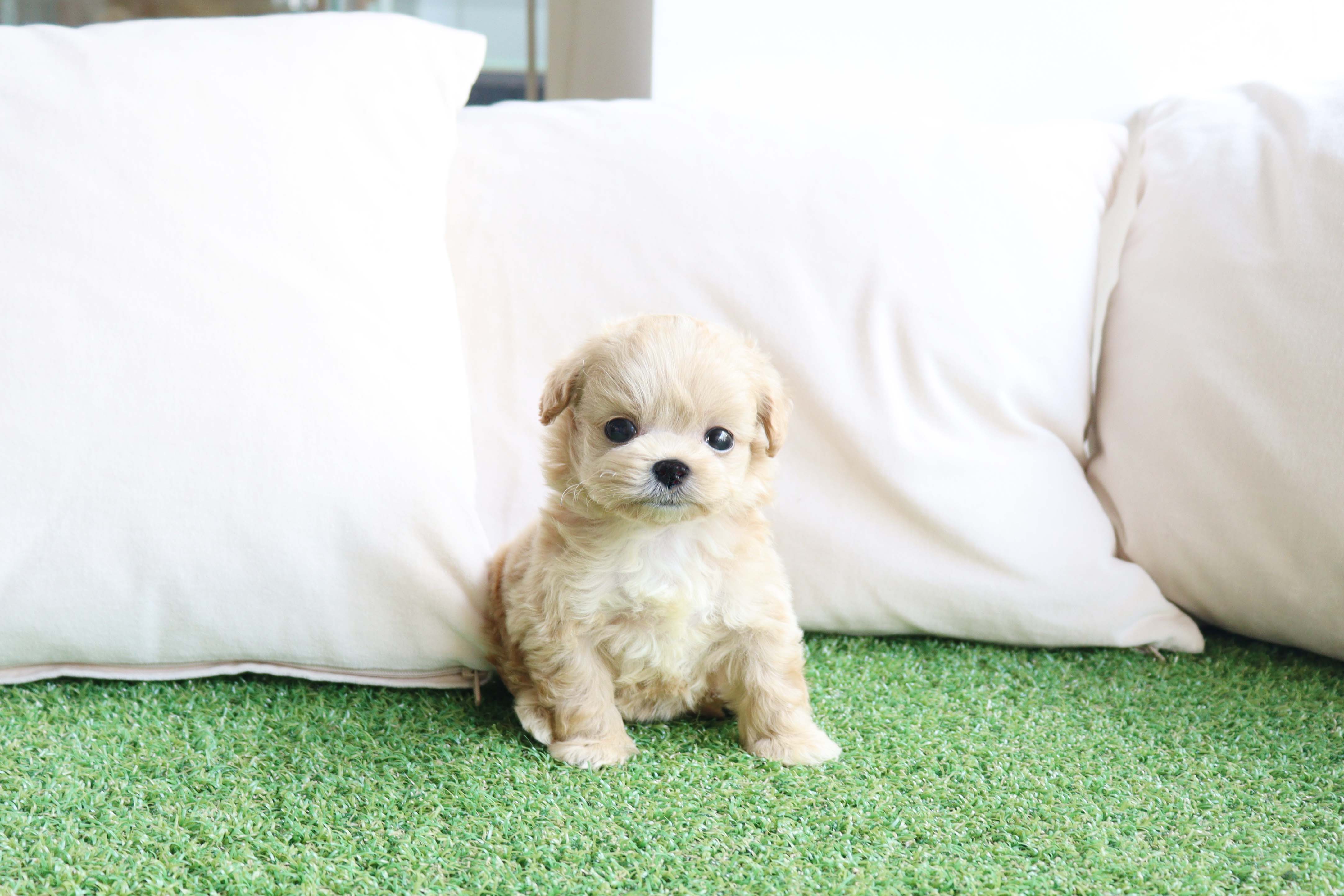 안산강아지분양 말티푸 희봉