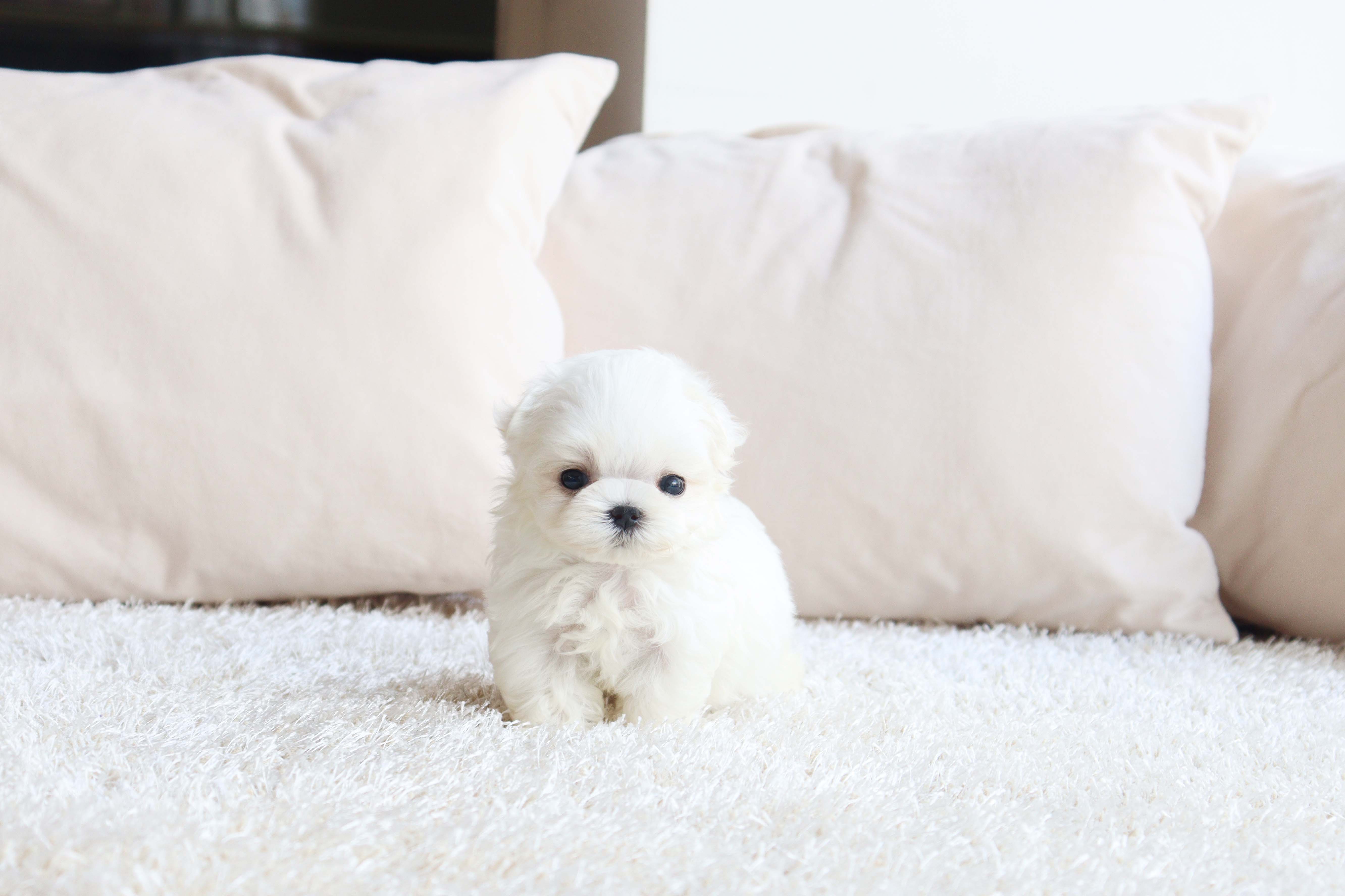 안산강아지분양 말티즈 경주