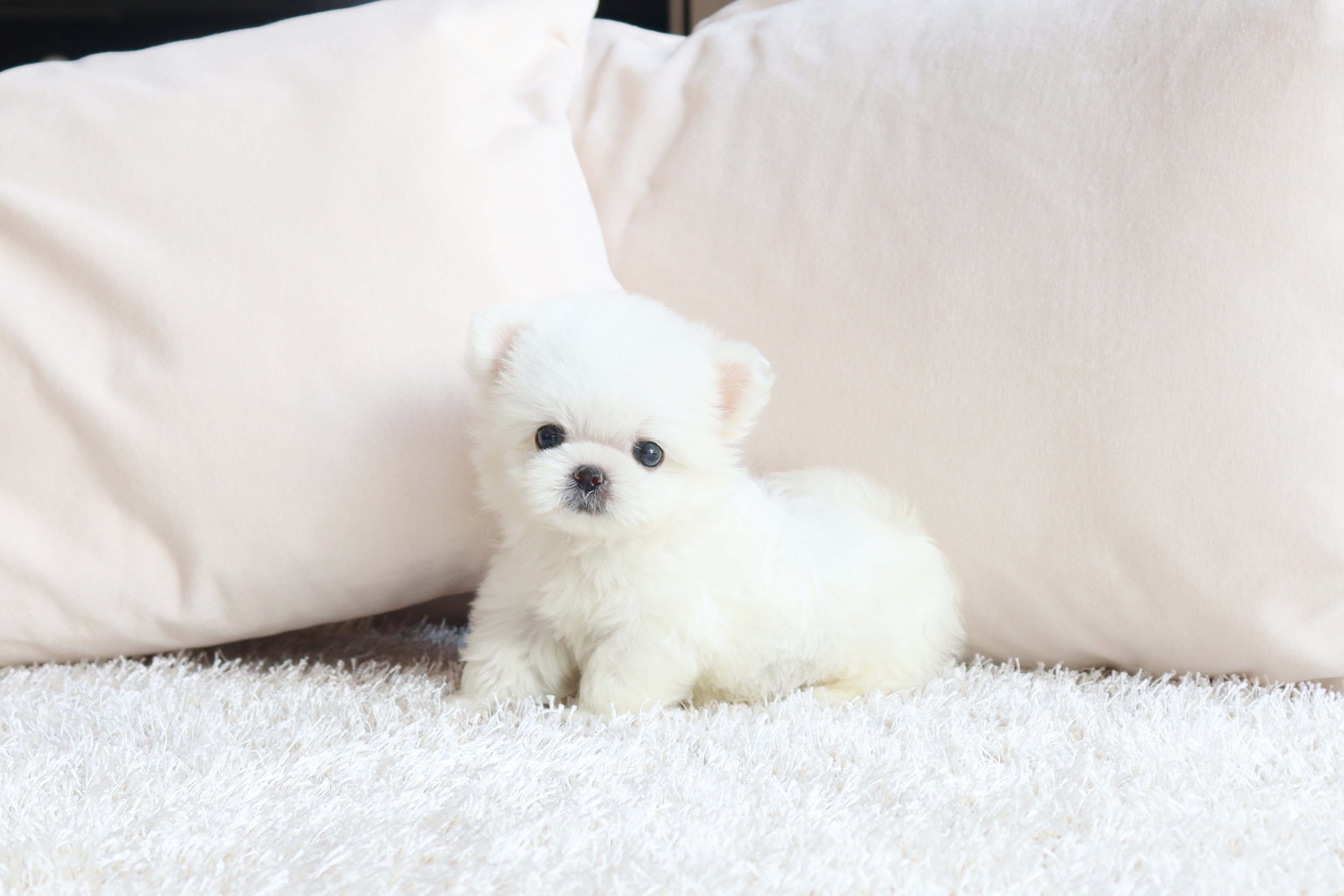 안산강아지분양 말티즈 여름