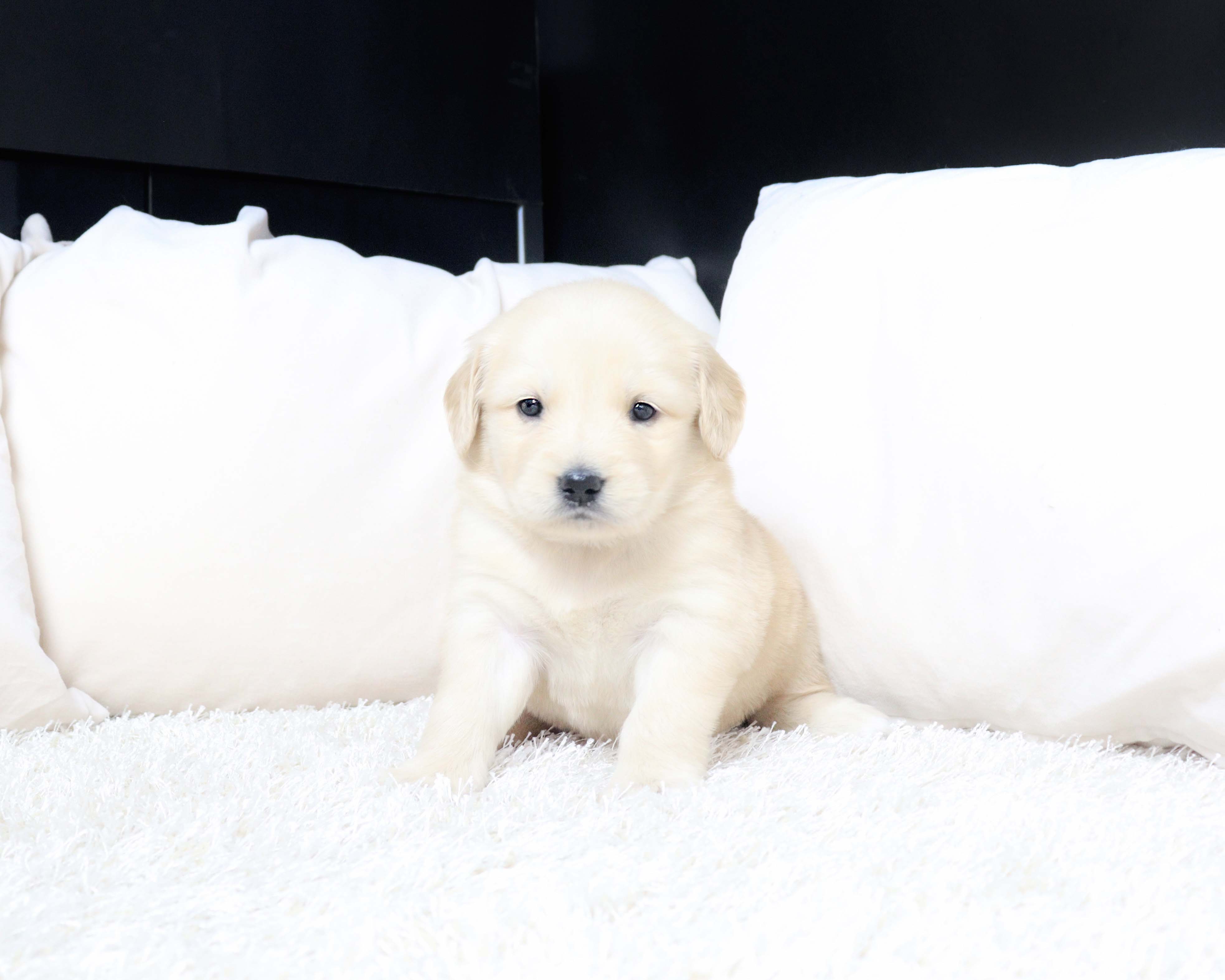 안산대형견분양 골든리트리버 "키위"