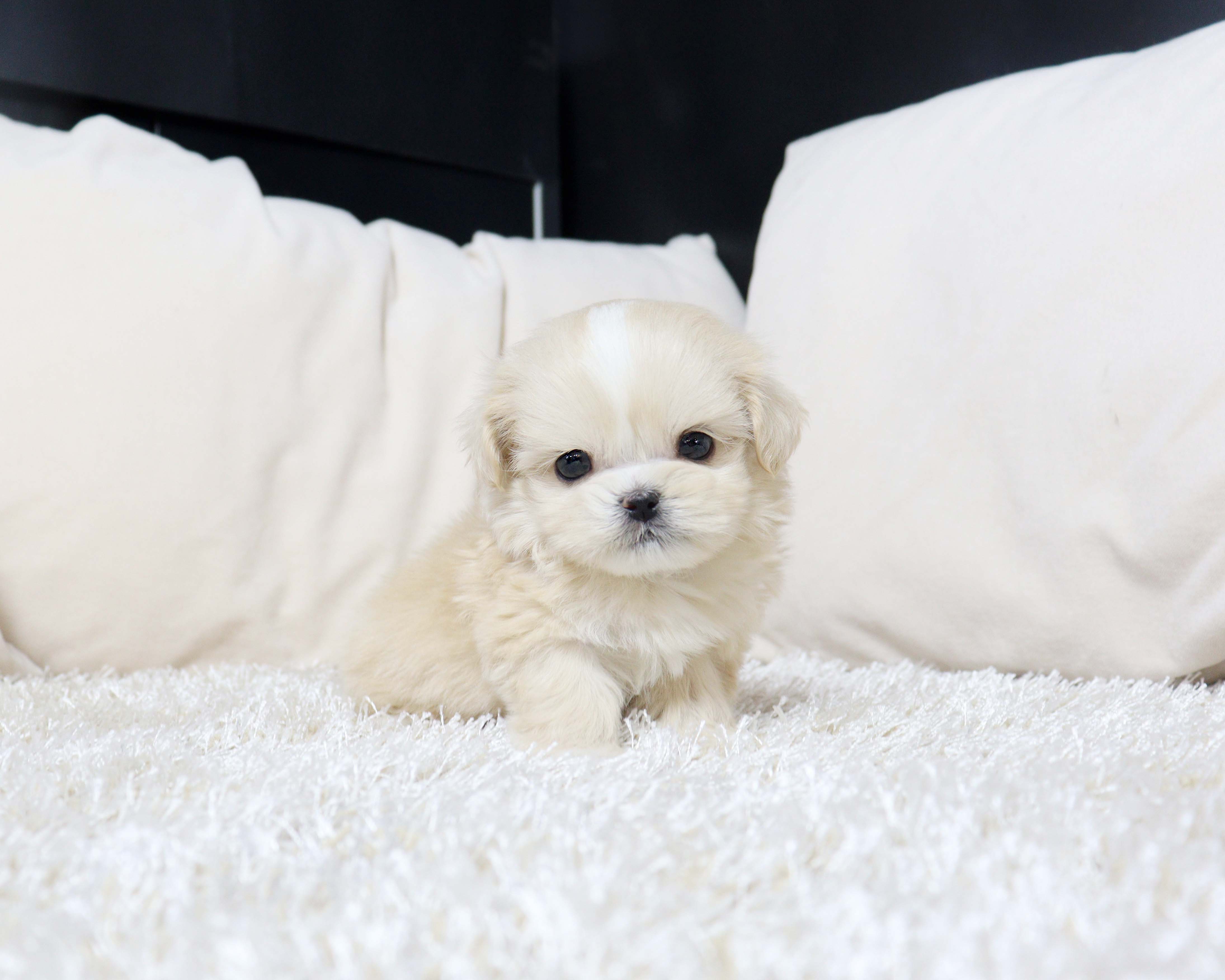 안산강아지분양 말티푸 "먹태"