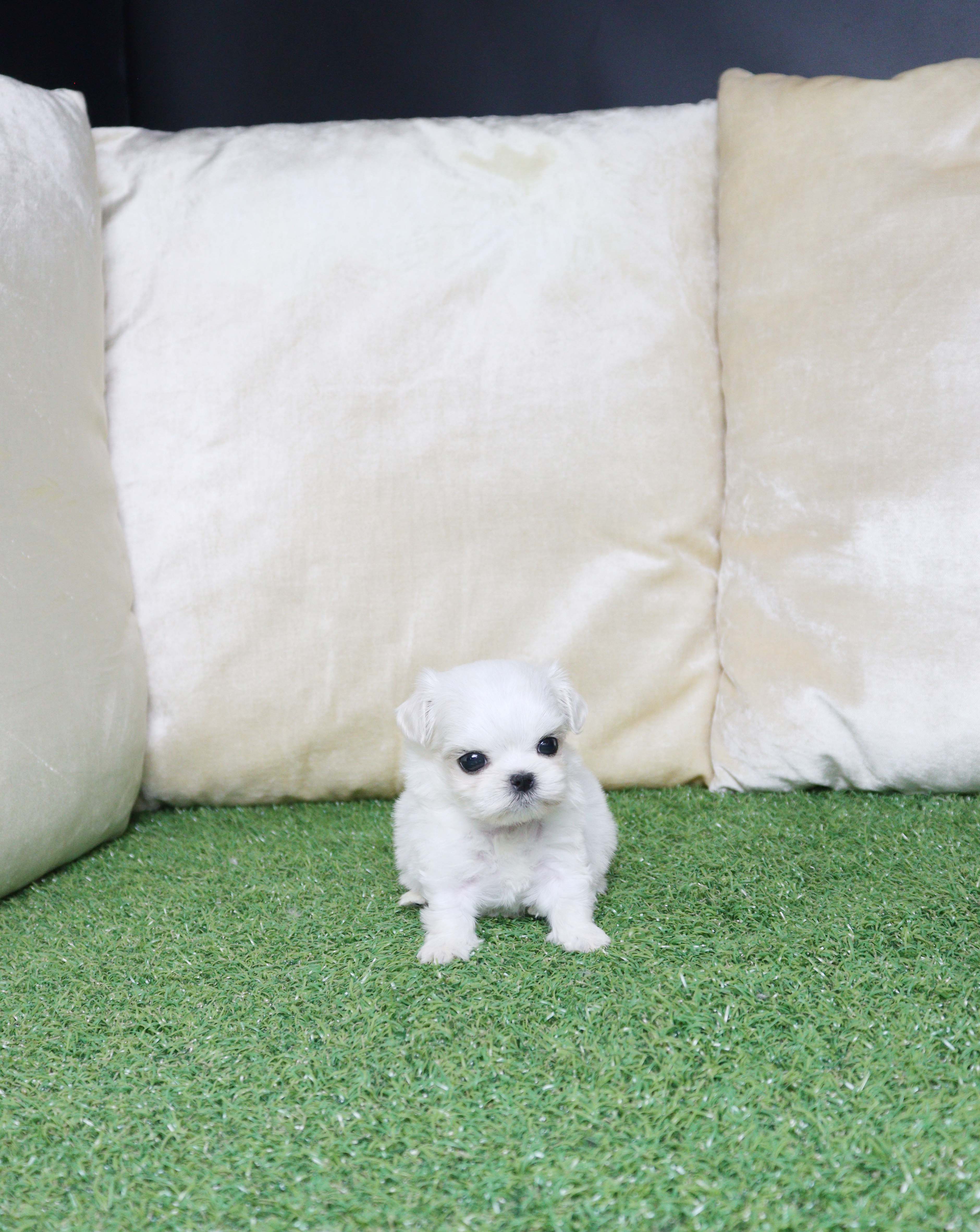 안산애견샵 말티즈 밍구