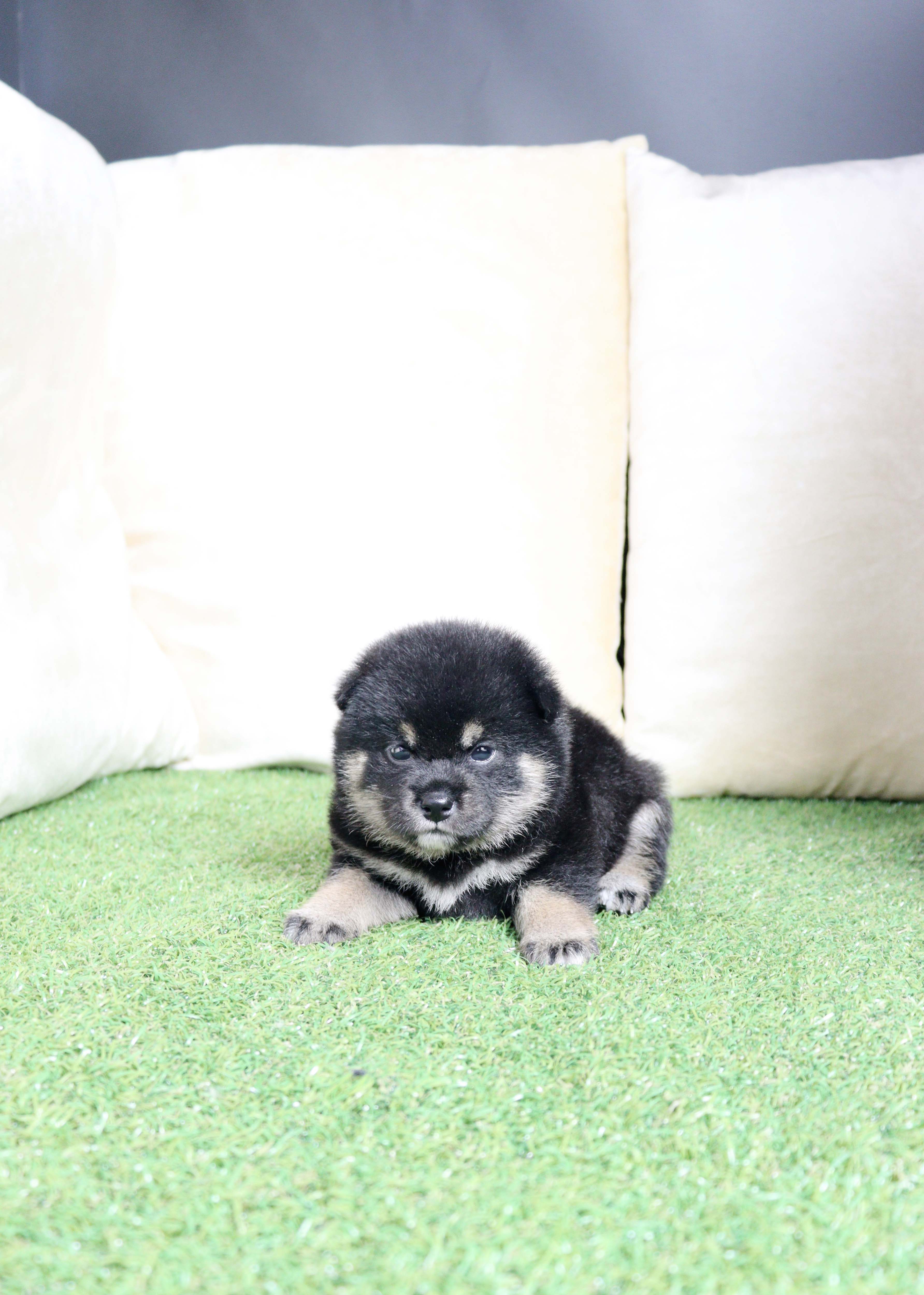 안산애견샵 시바견 검콩