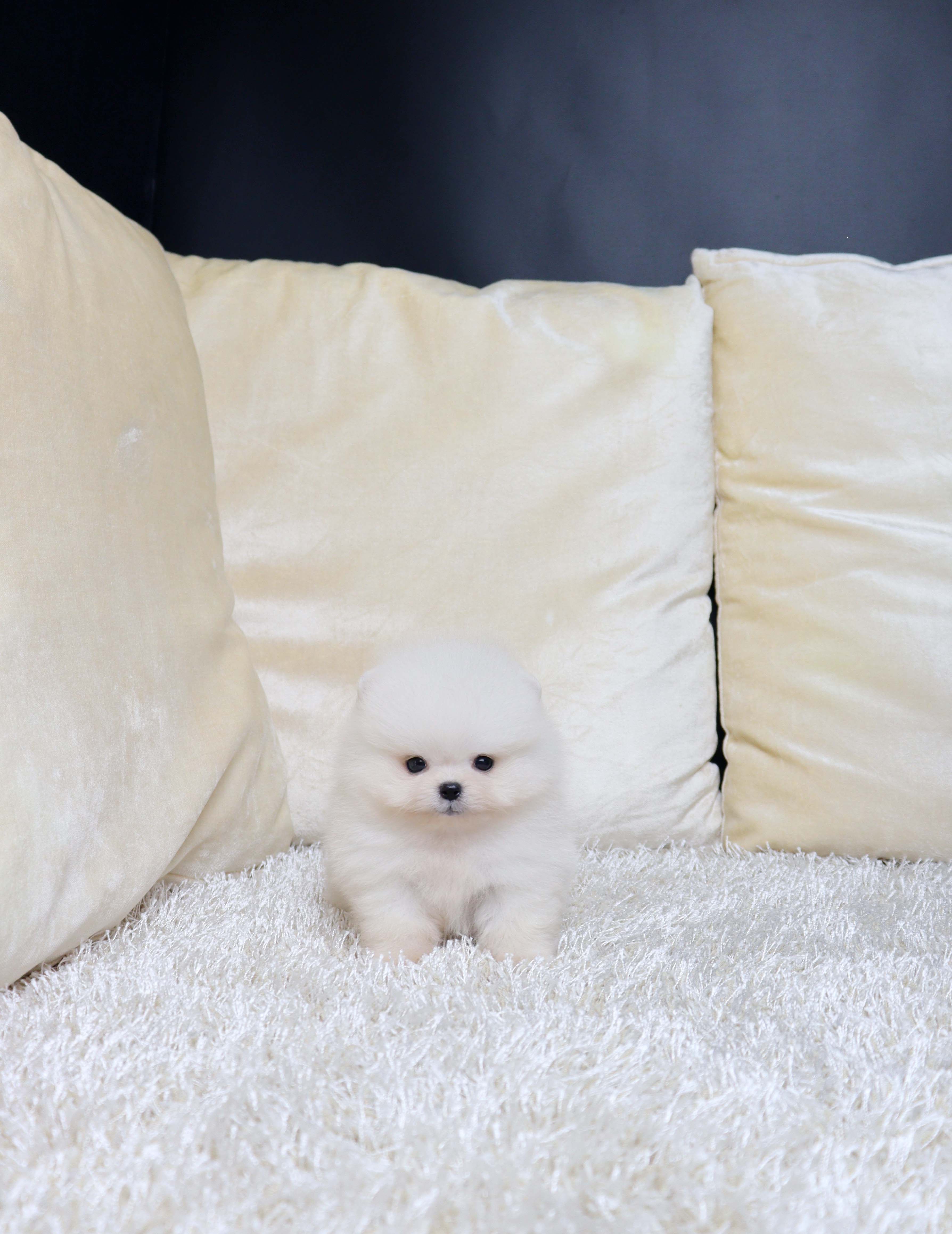 안산애견샵 포메라니안 로꼬