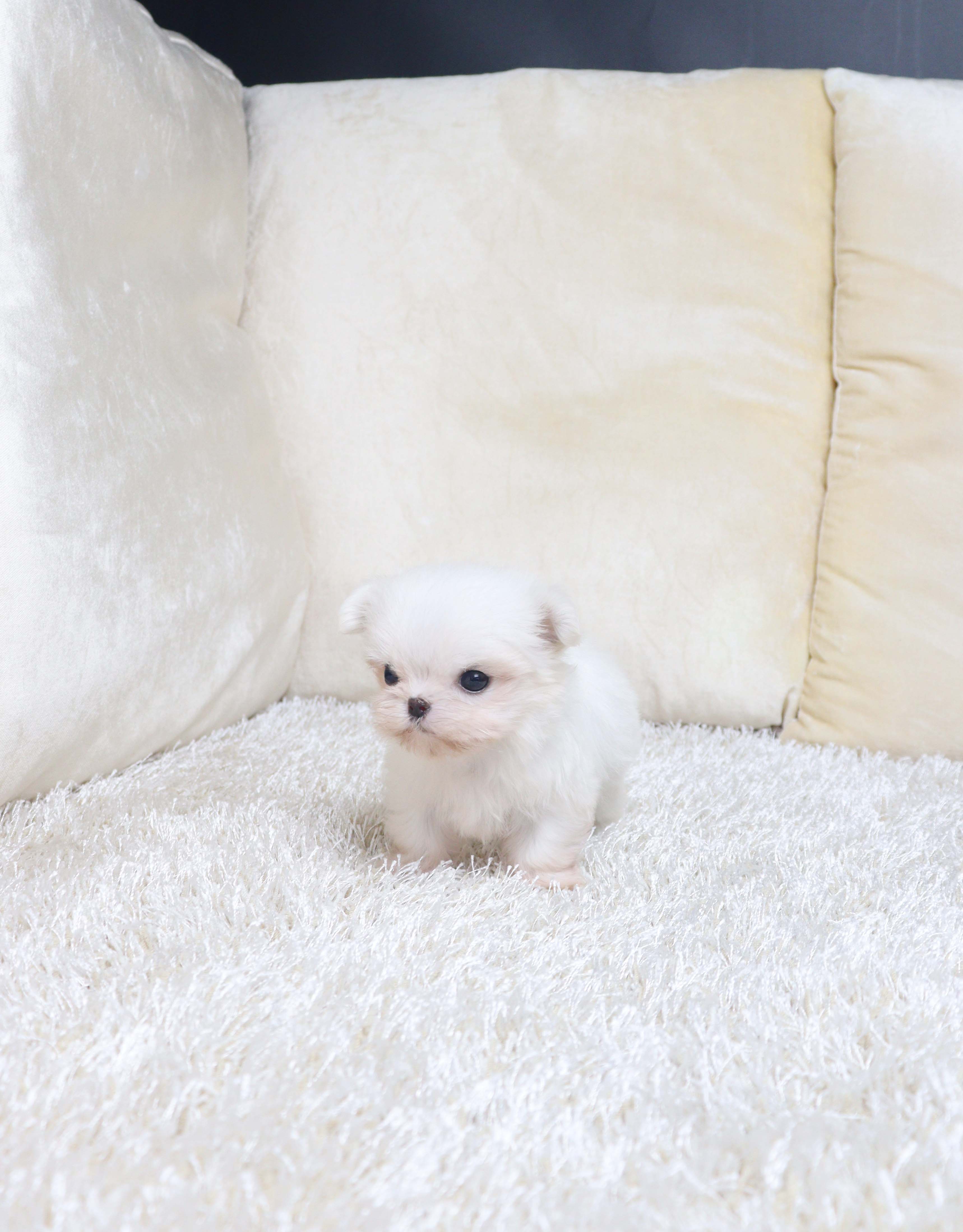 안산강아지분양 말티즈 젤로