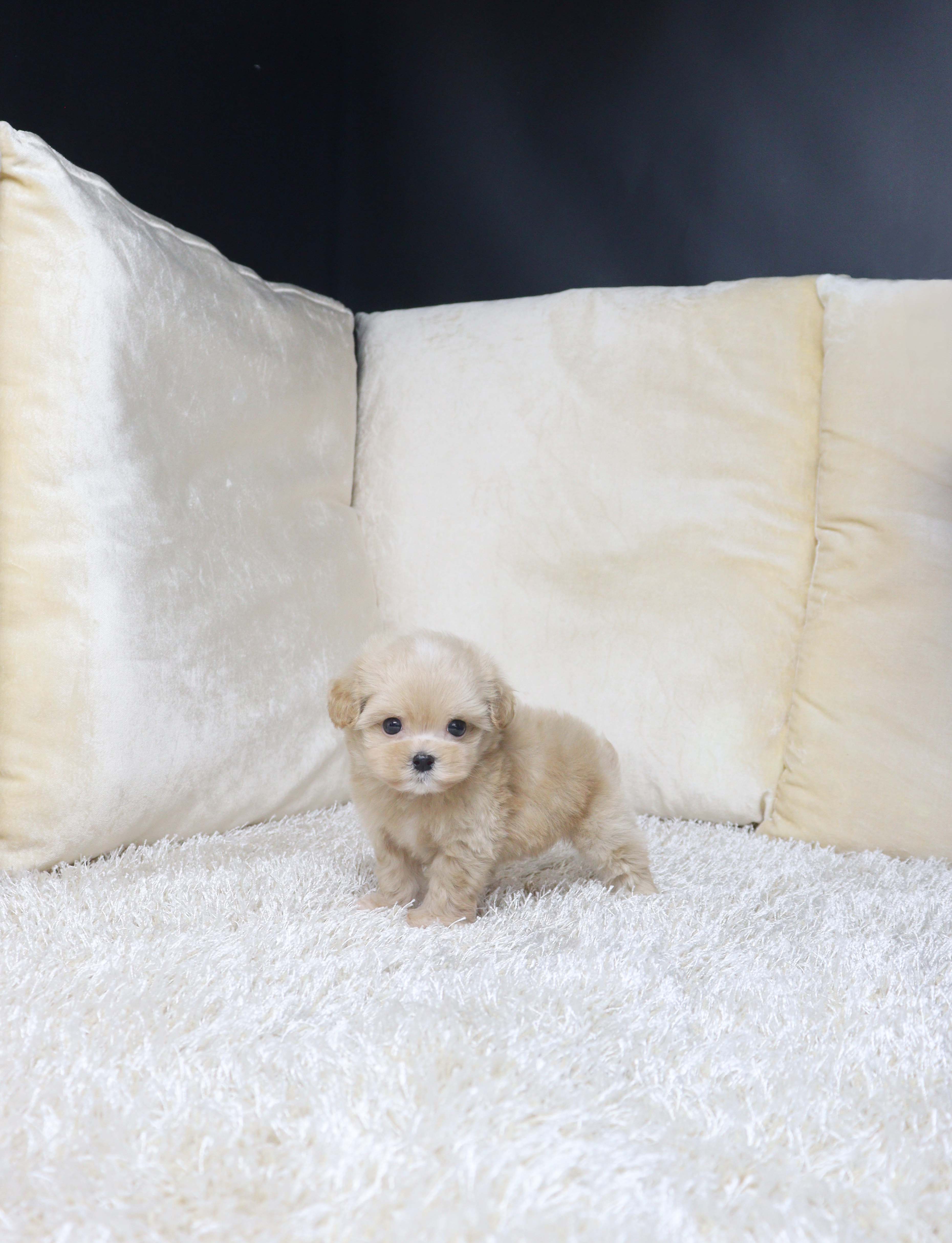 안산강아지분양 말티푸 홍동