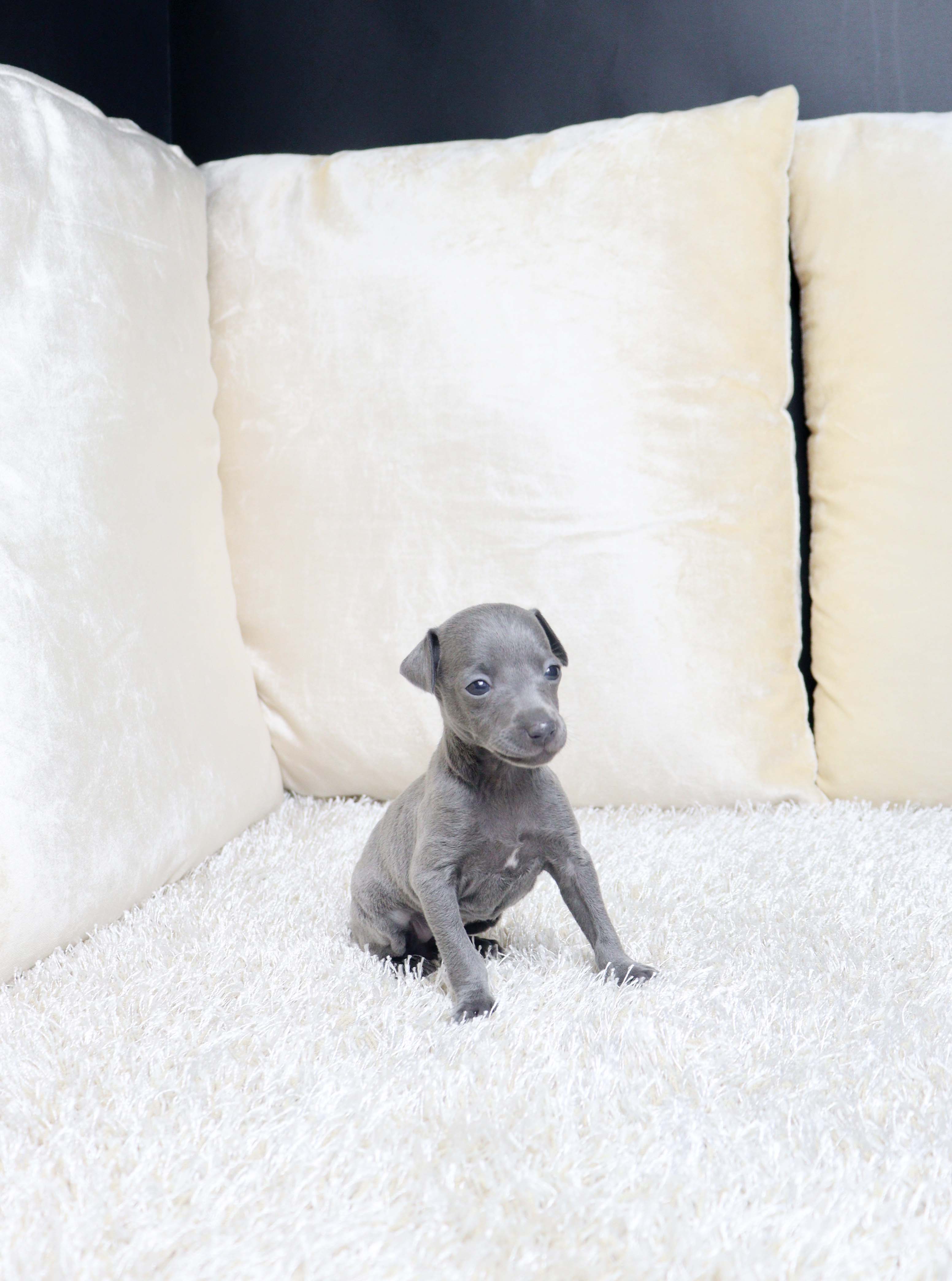 안산강아지분양 이탈리안그레이하운드 찜콩