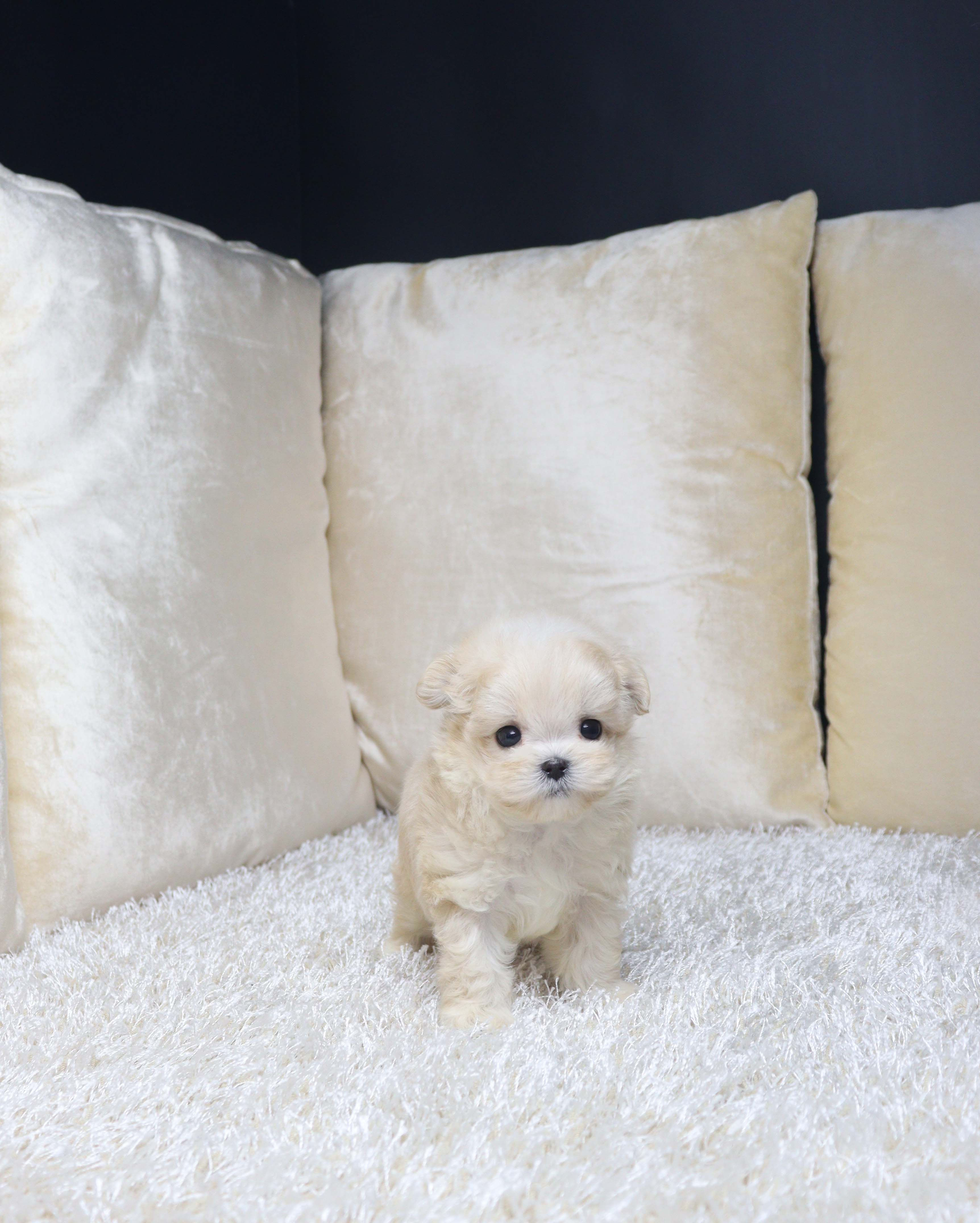 안산강아지분양 말티푸 포잉