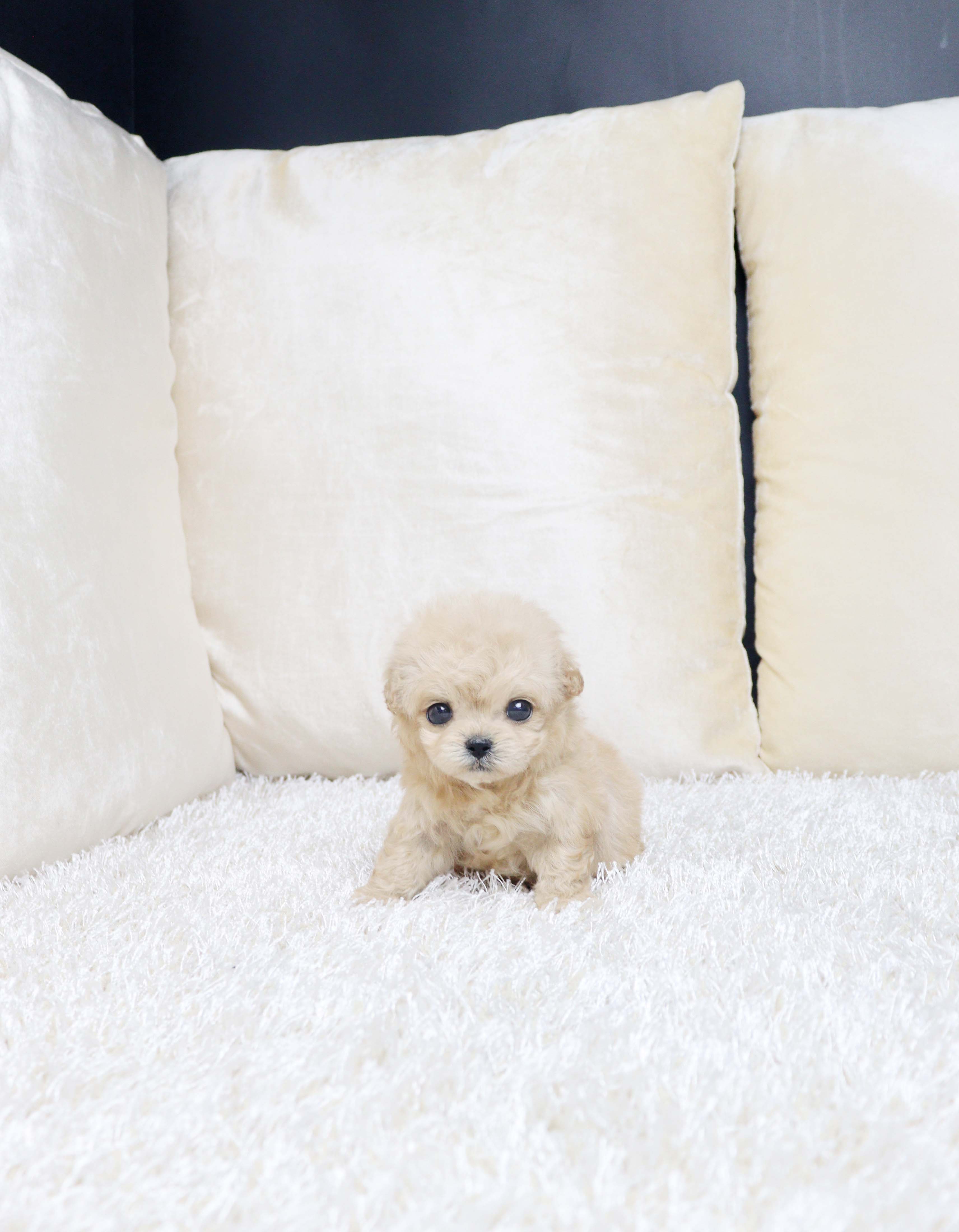 안산강아지분양 말티푸 하레 