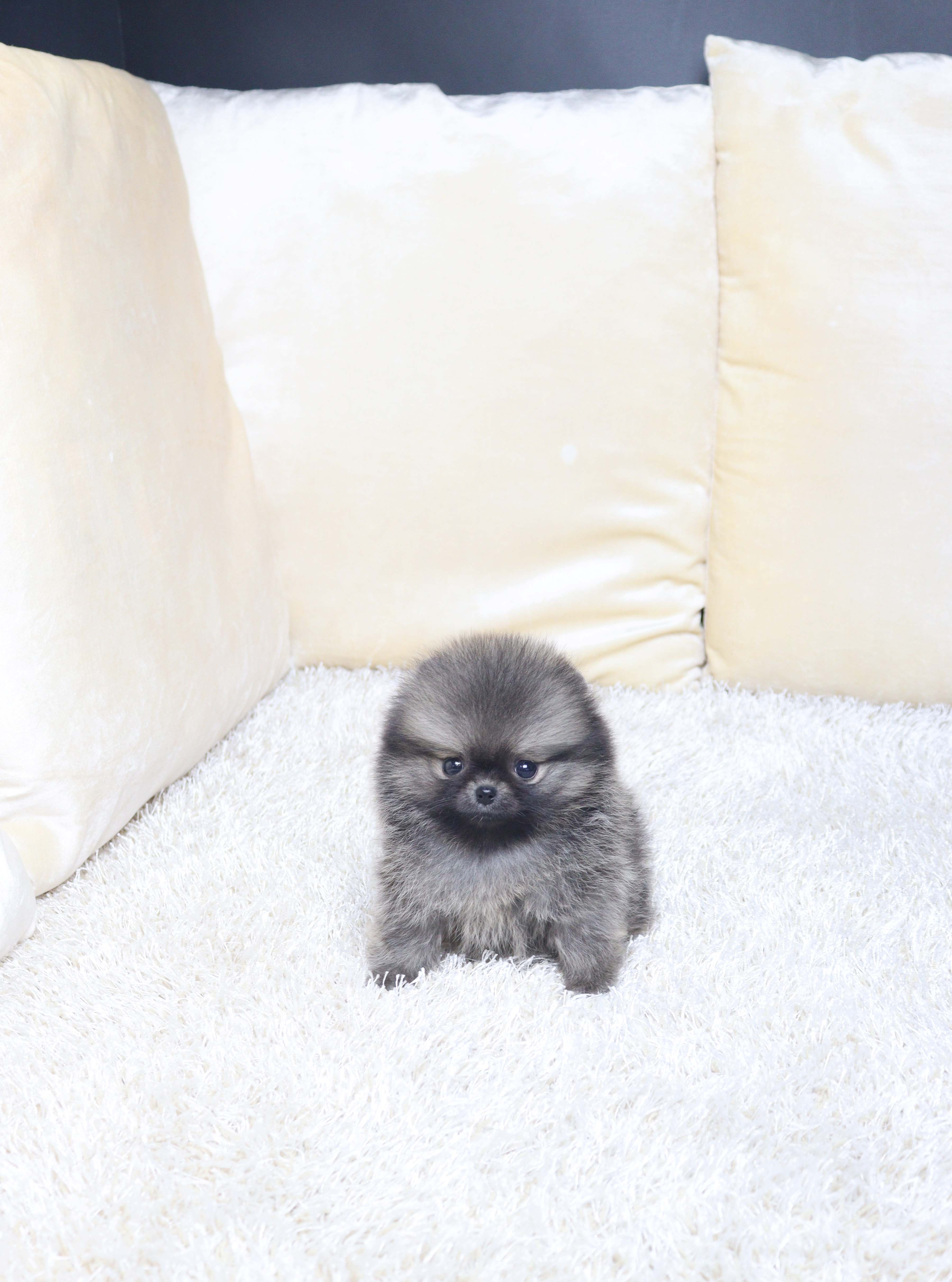 안산애견샵 포메라니안 멍몽