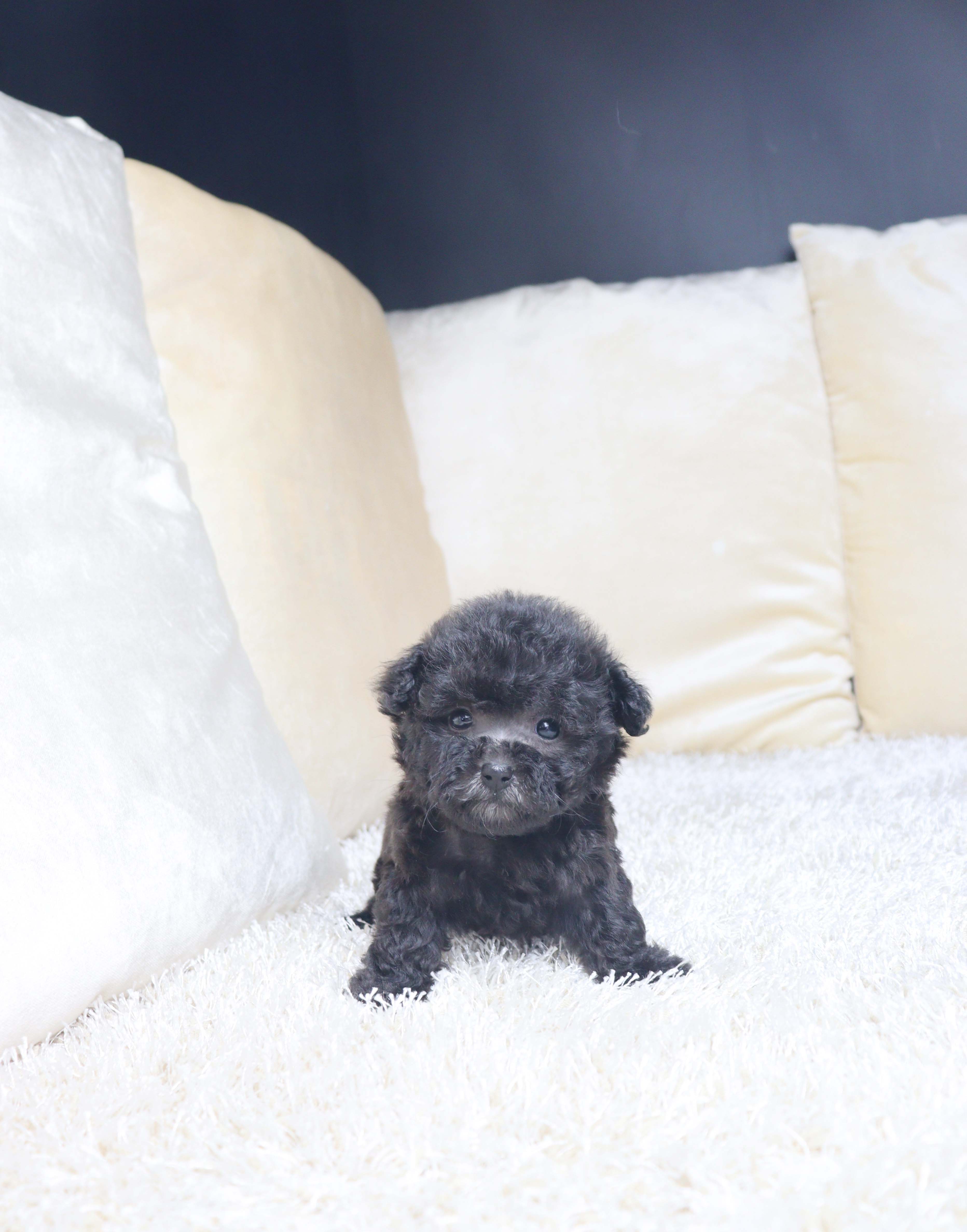 안산애견샵 실버푸들 혜야