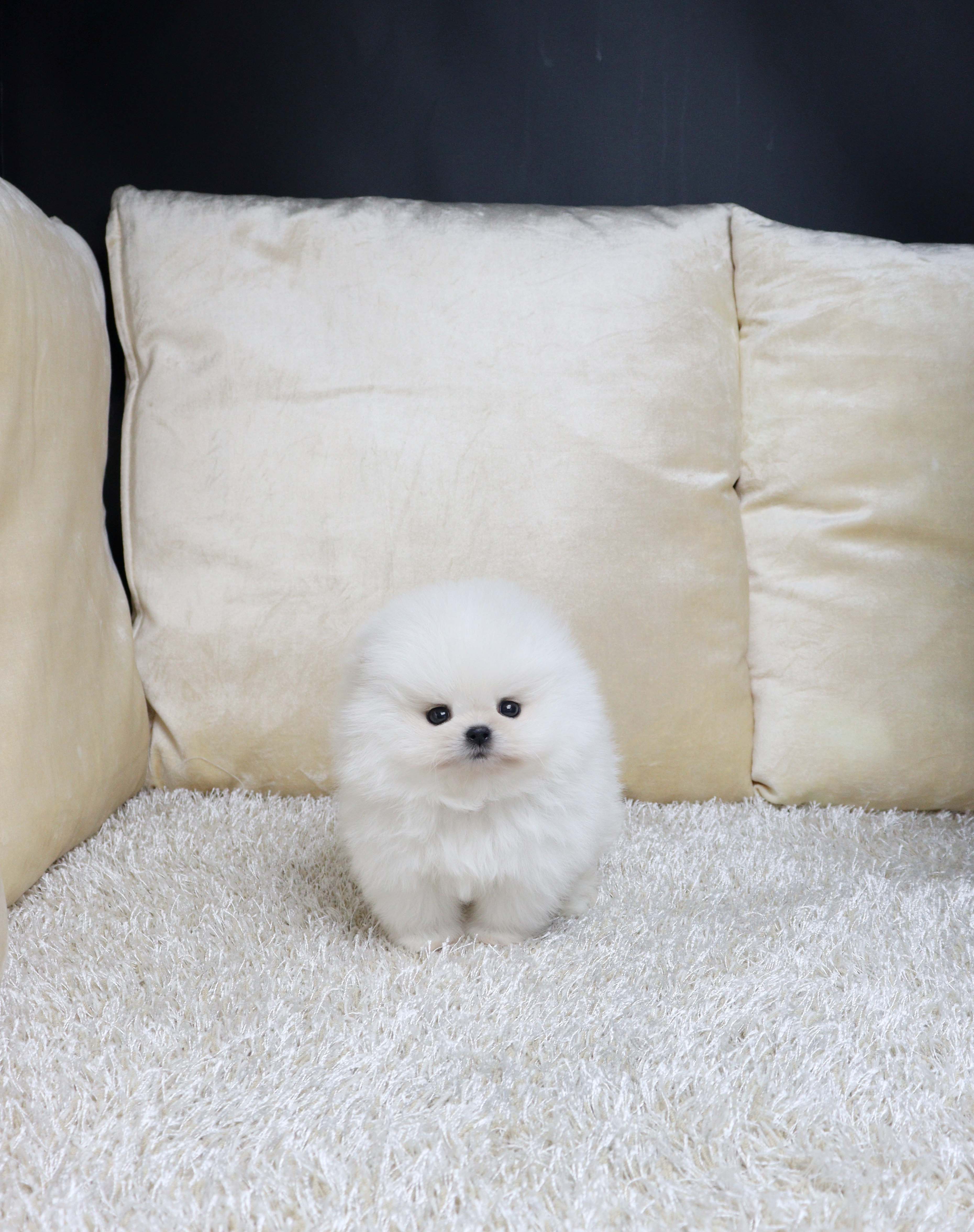 안산애견샵 포메라니안 레퐁