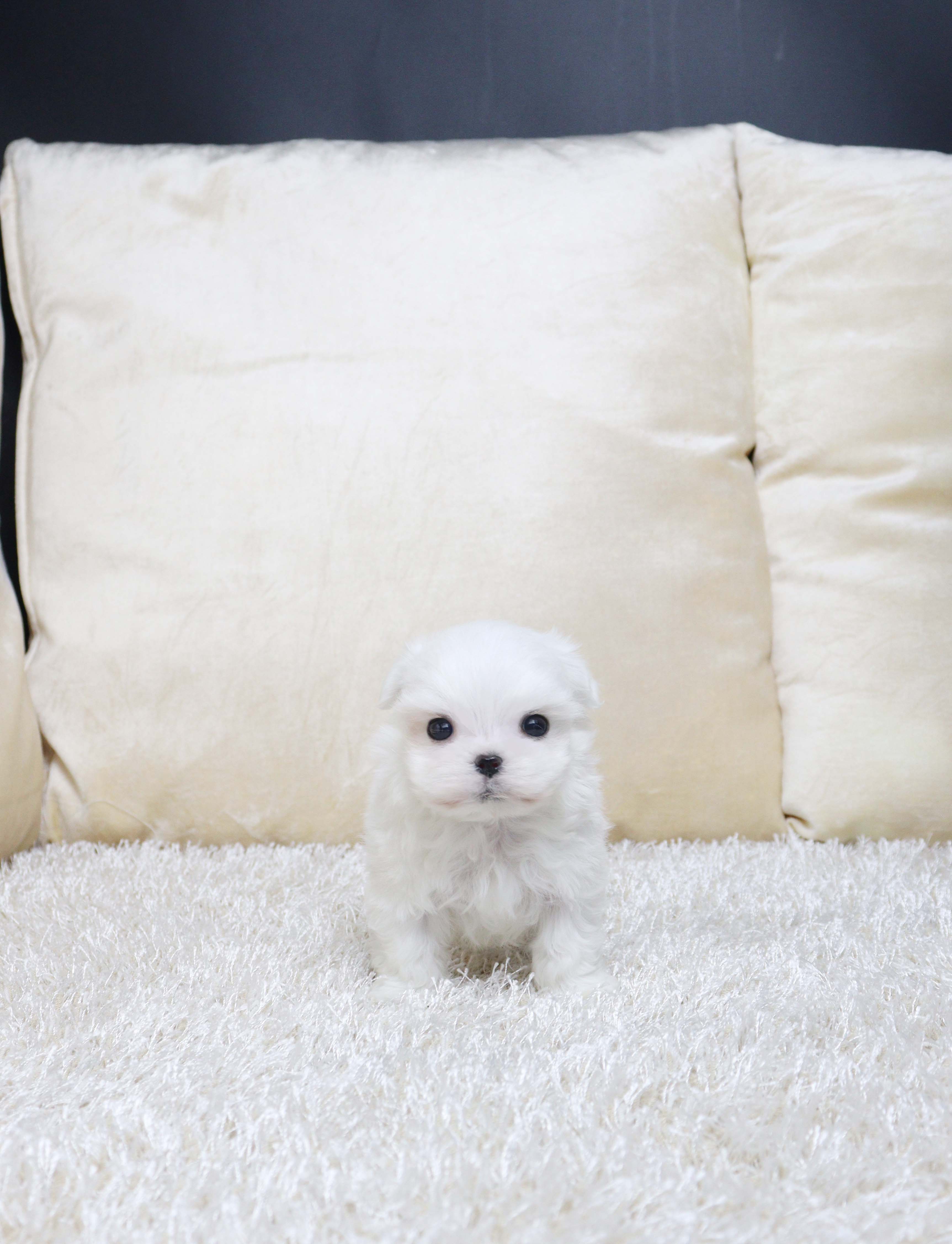 안산애견샵 말티즈 "호똔"