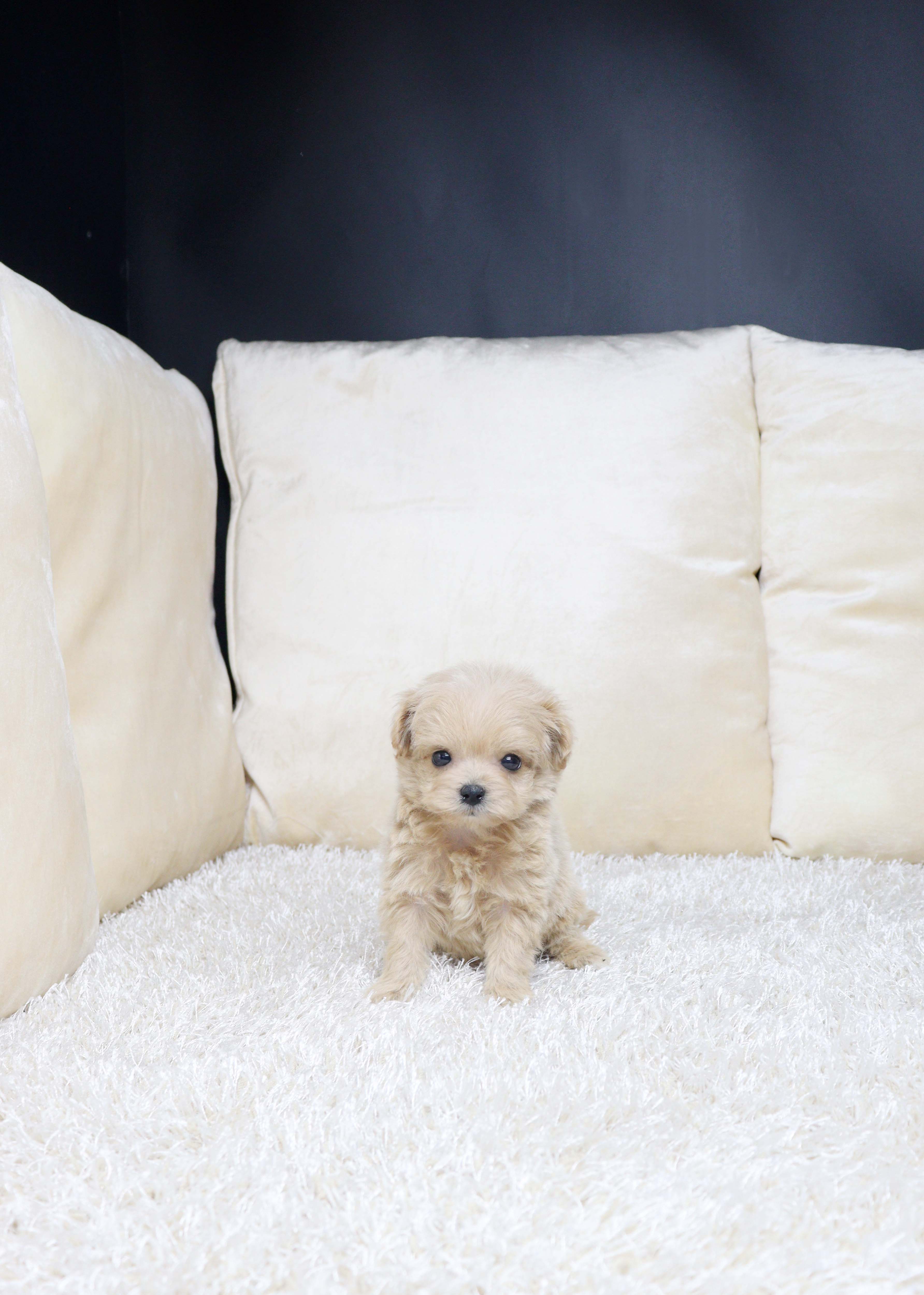 안산애견샵 말티푸 닷지