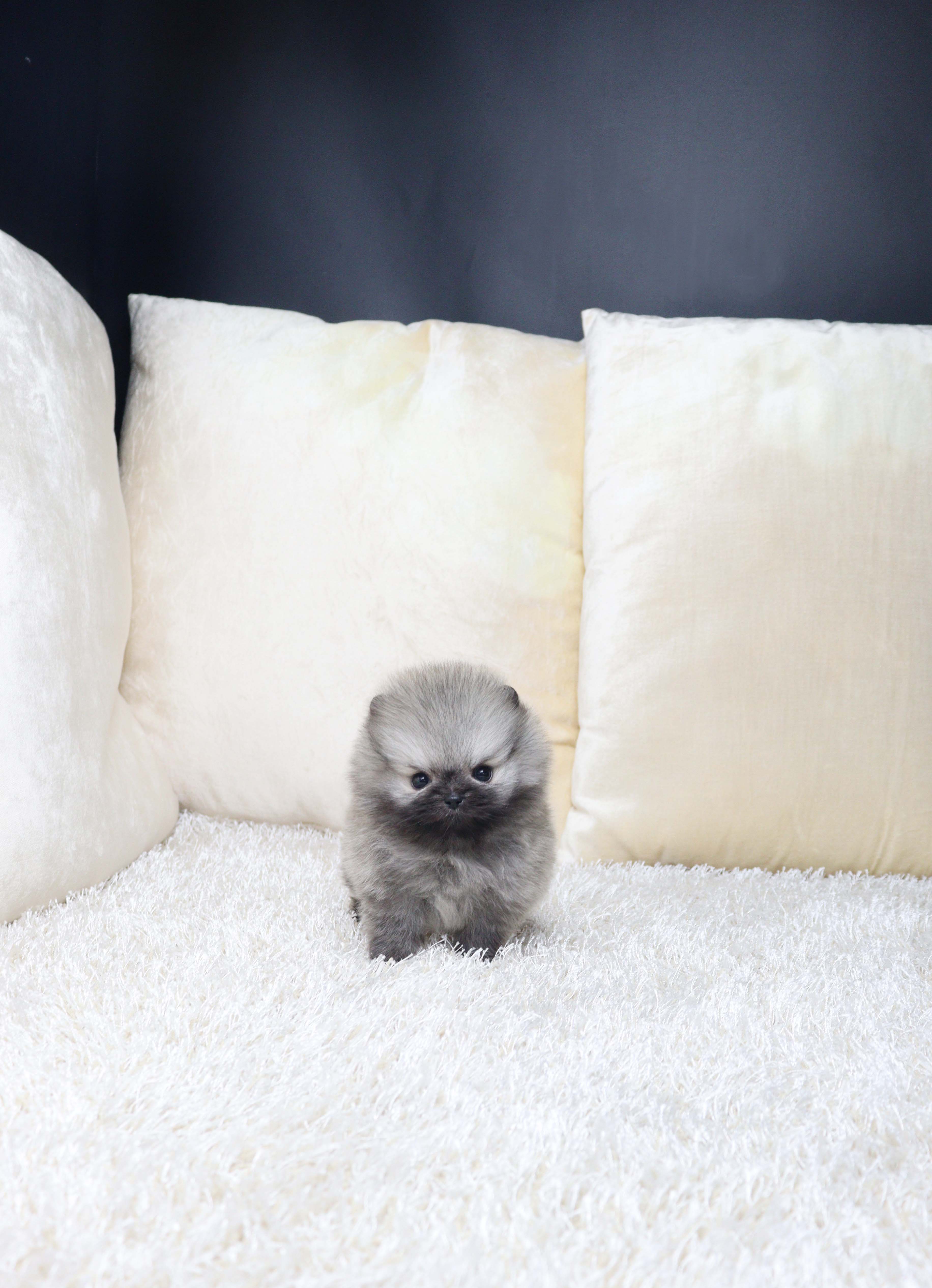 안산애견분양 포메라니안 뮐카