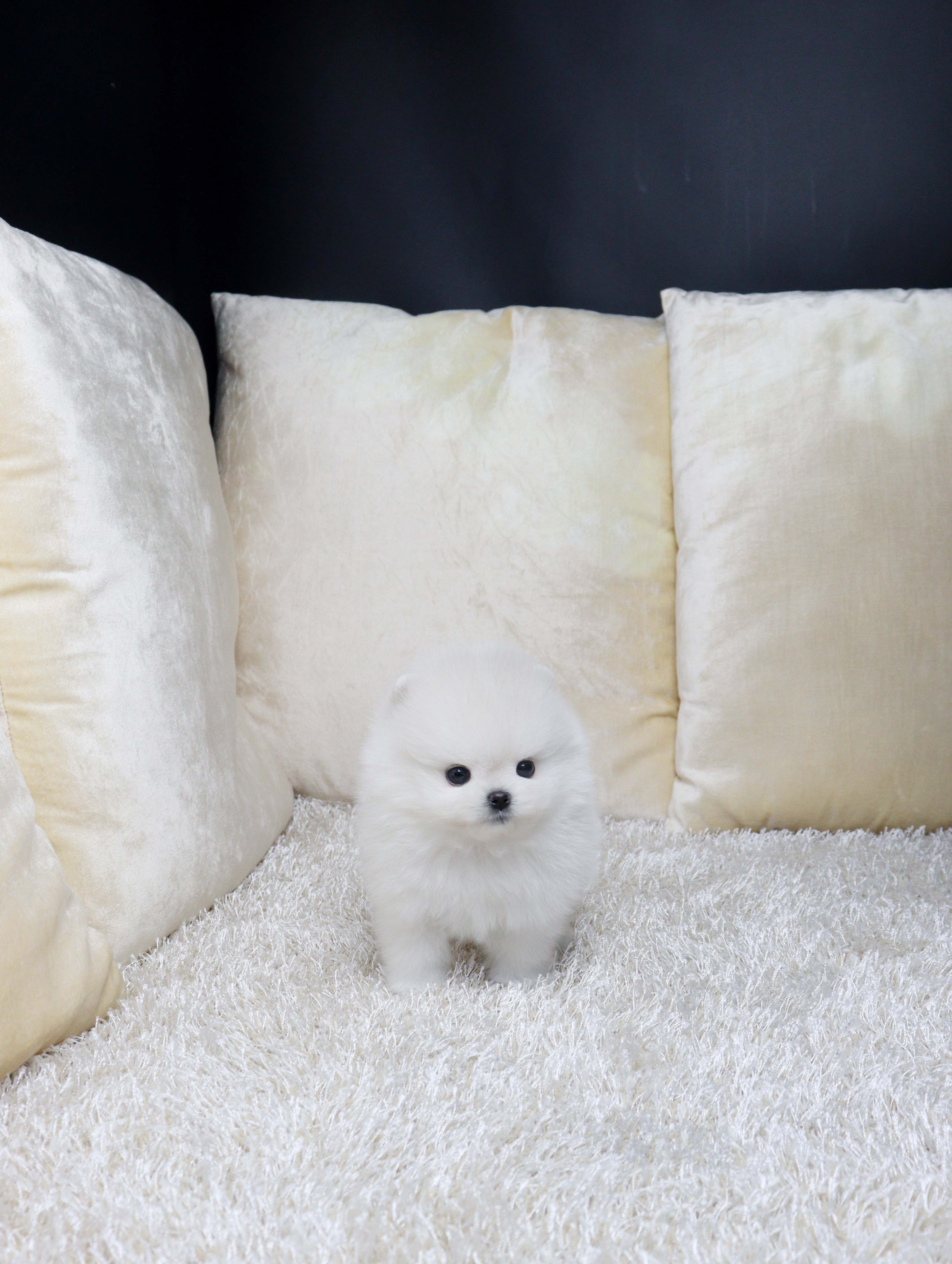 안산애견샵 포메라니안 뽀뇽