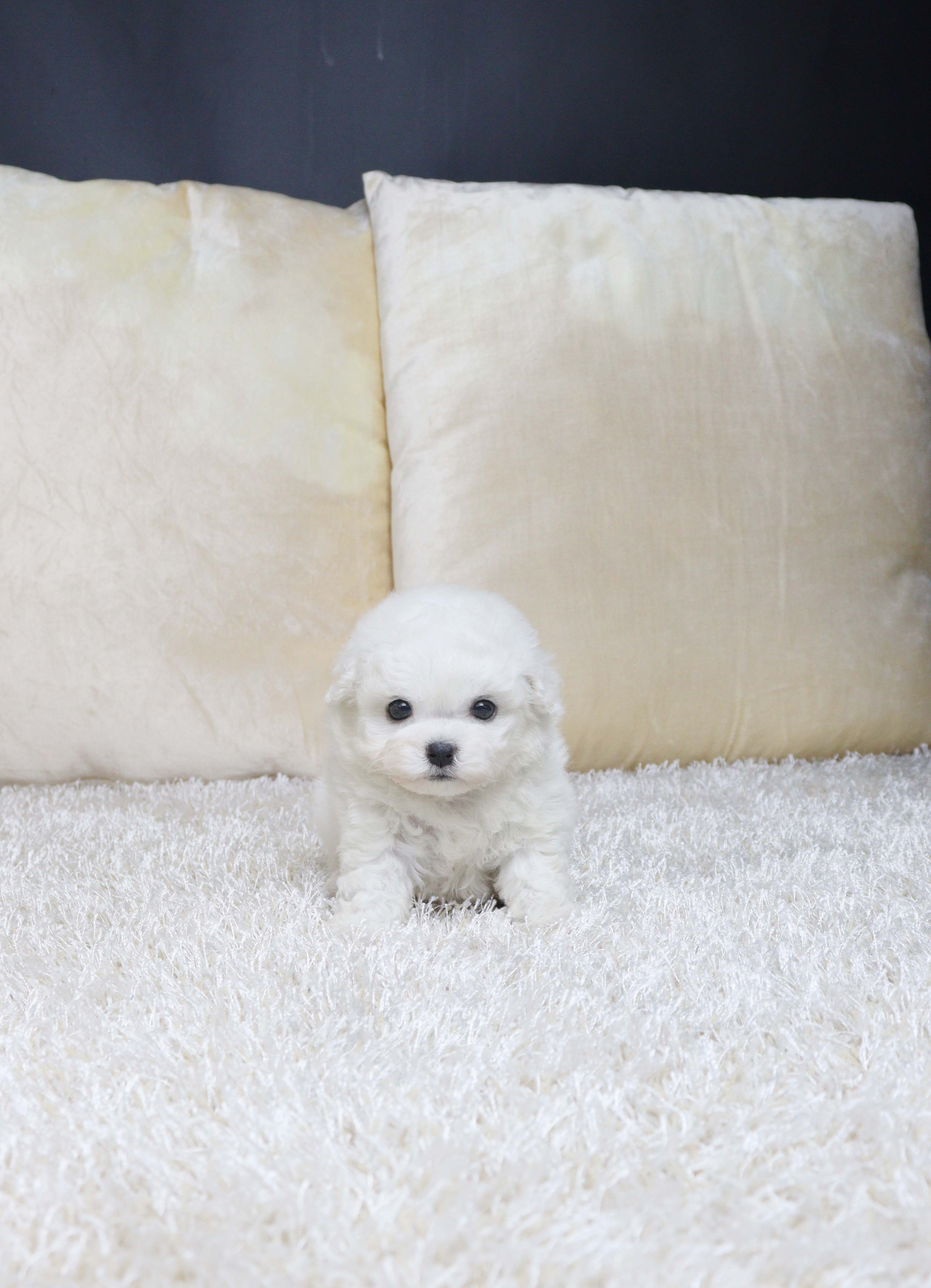 안산애견샵 비숑프리제 유램