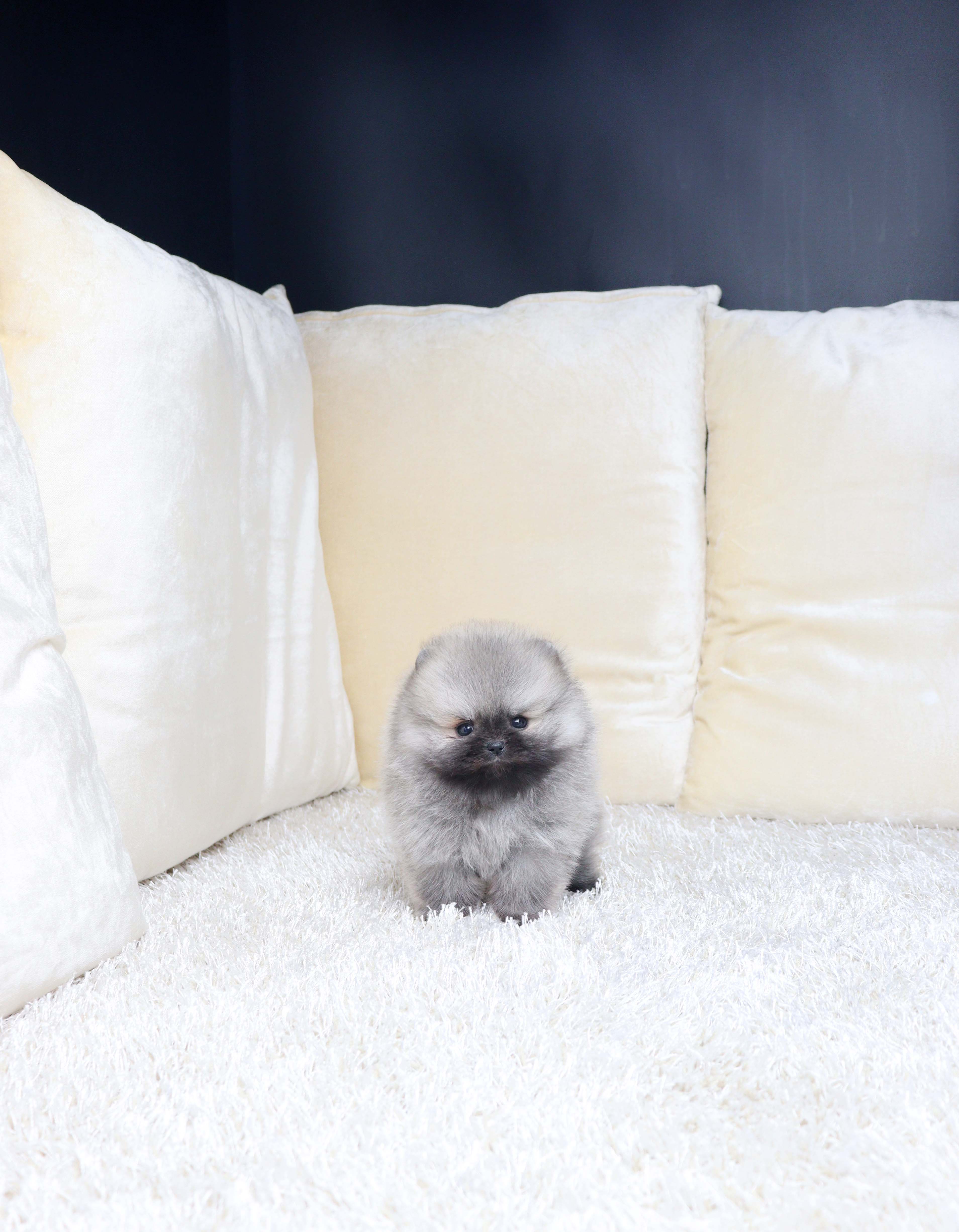 안산애견샵 포메라니안 라베