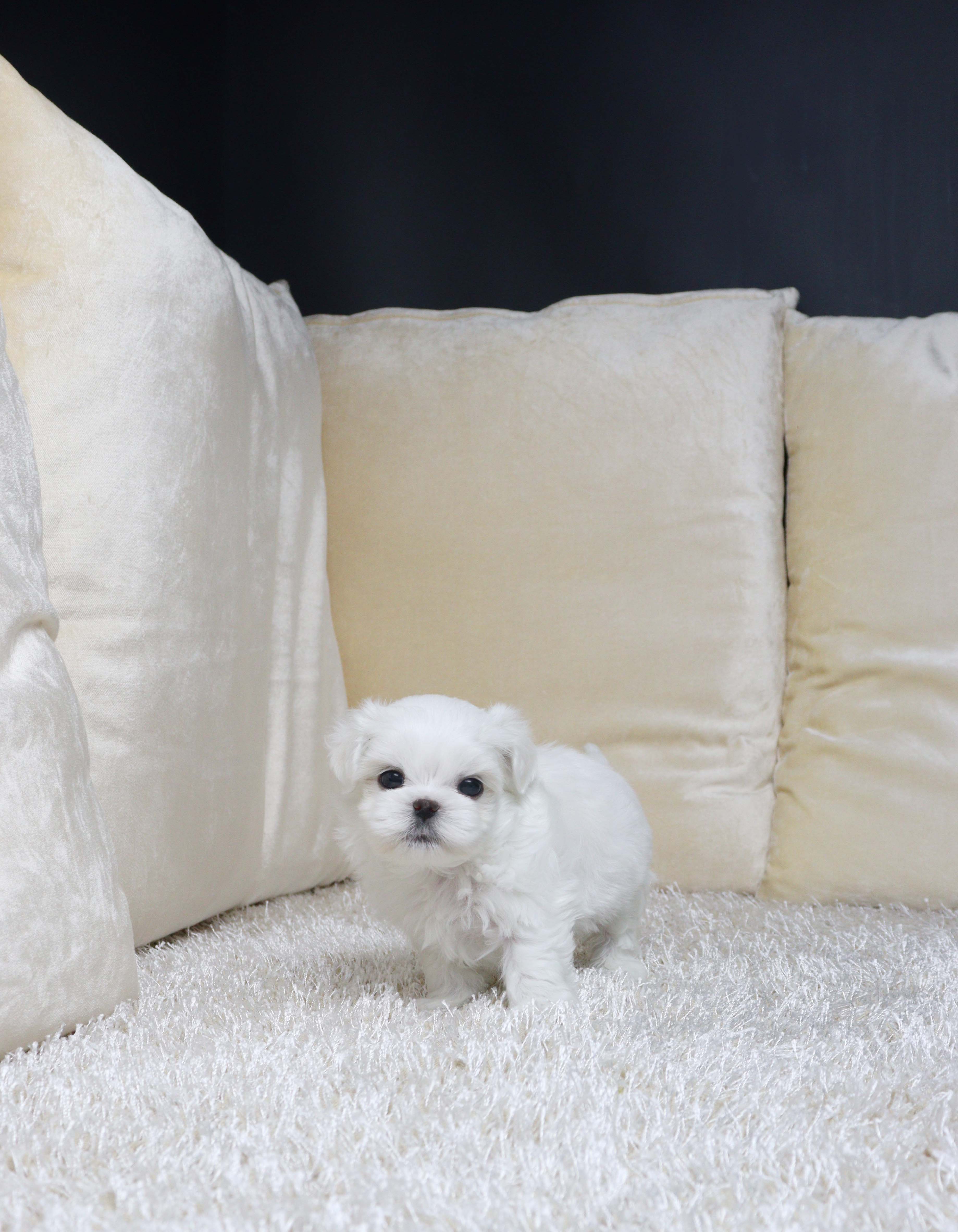 안산애견샵 말티즈 왈로