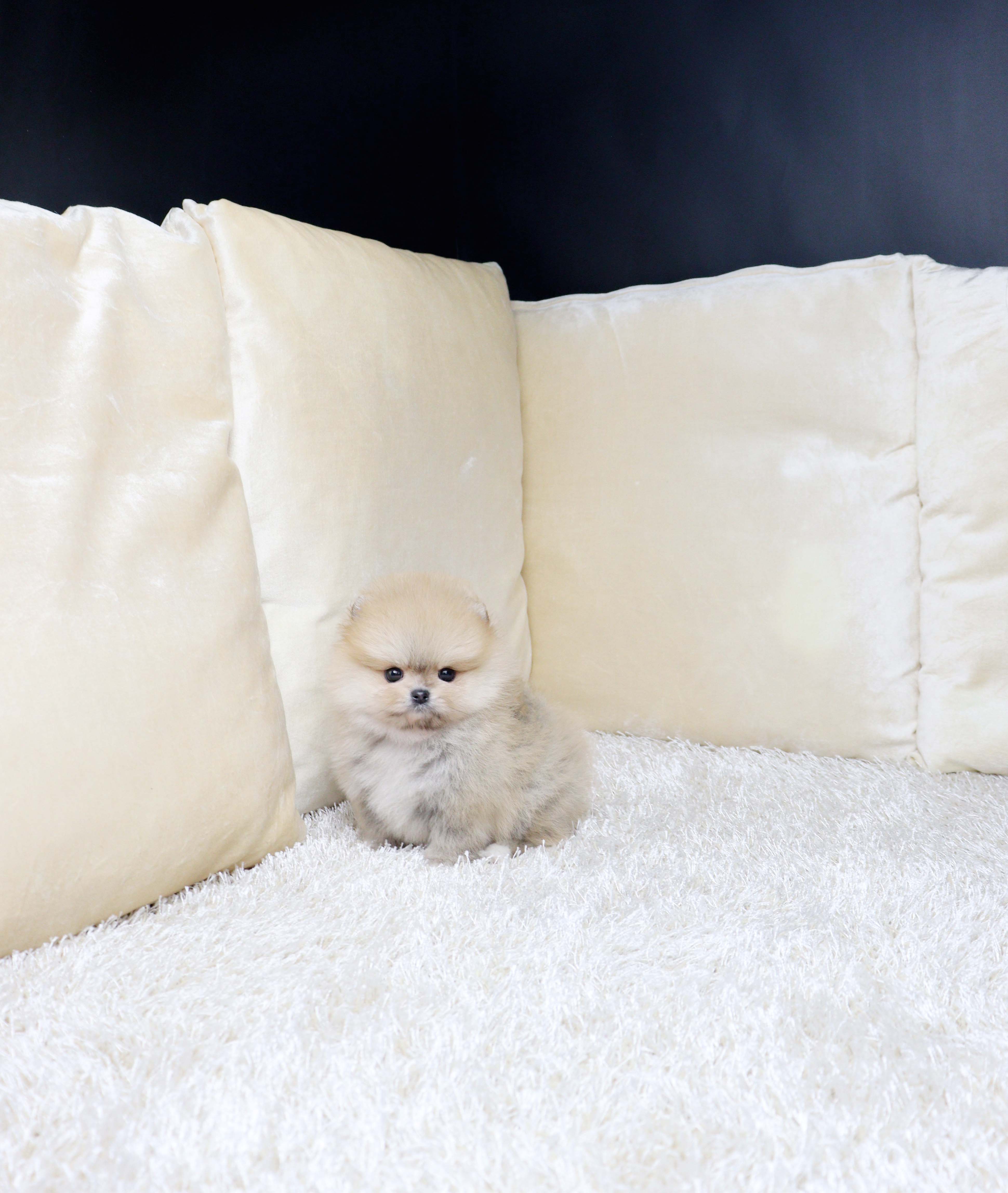 안산애견샵 포메라니안 하코