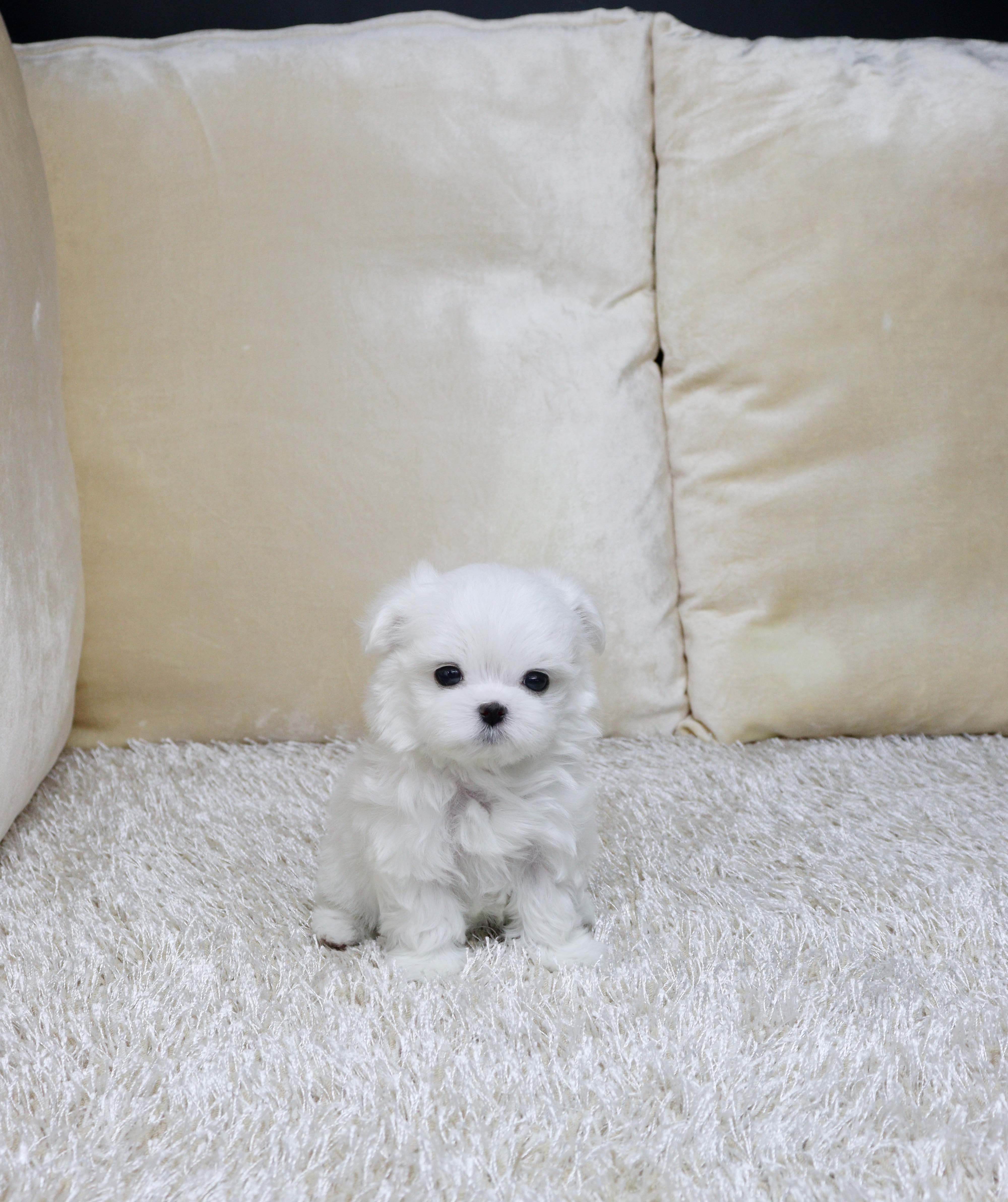 안산애견샵 말티즈 휴밍