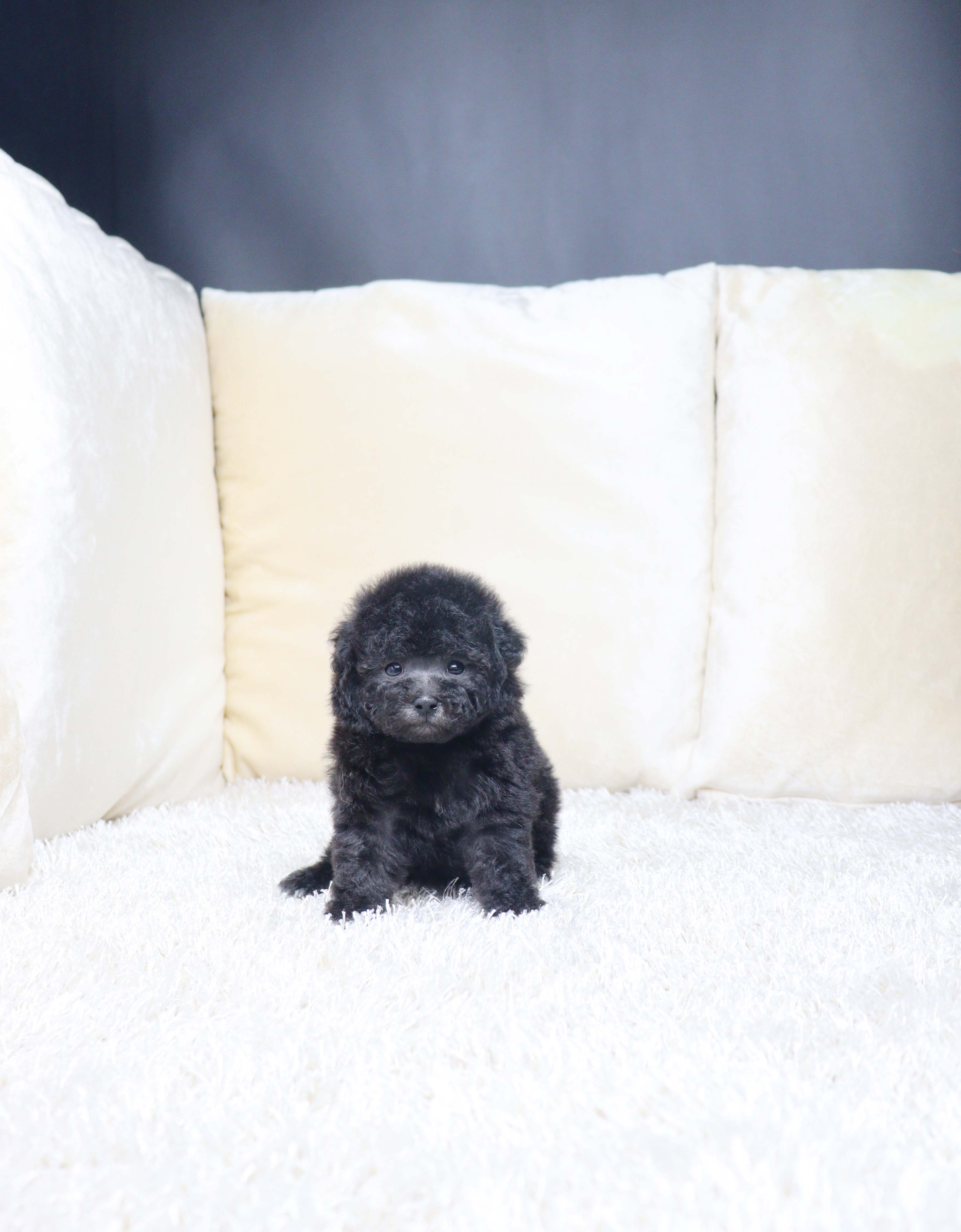 안산애견분양 실버푸들 로희