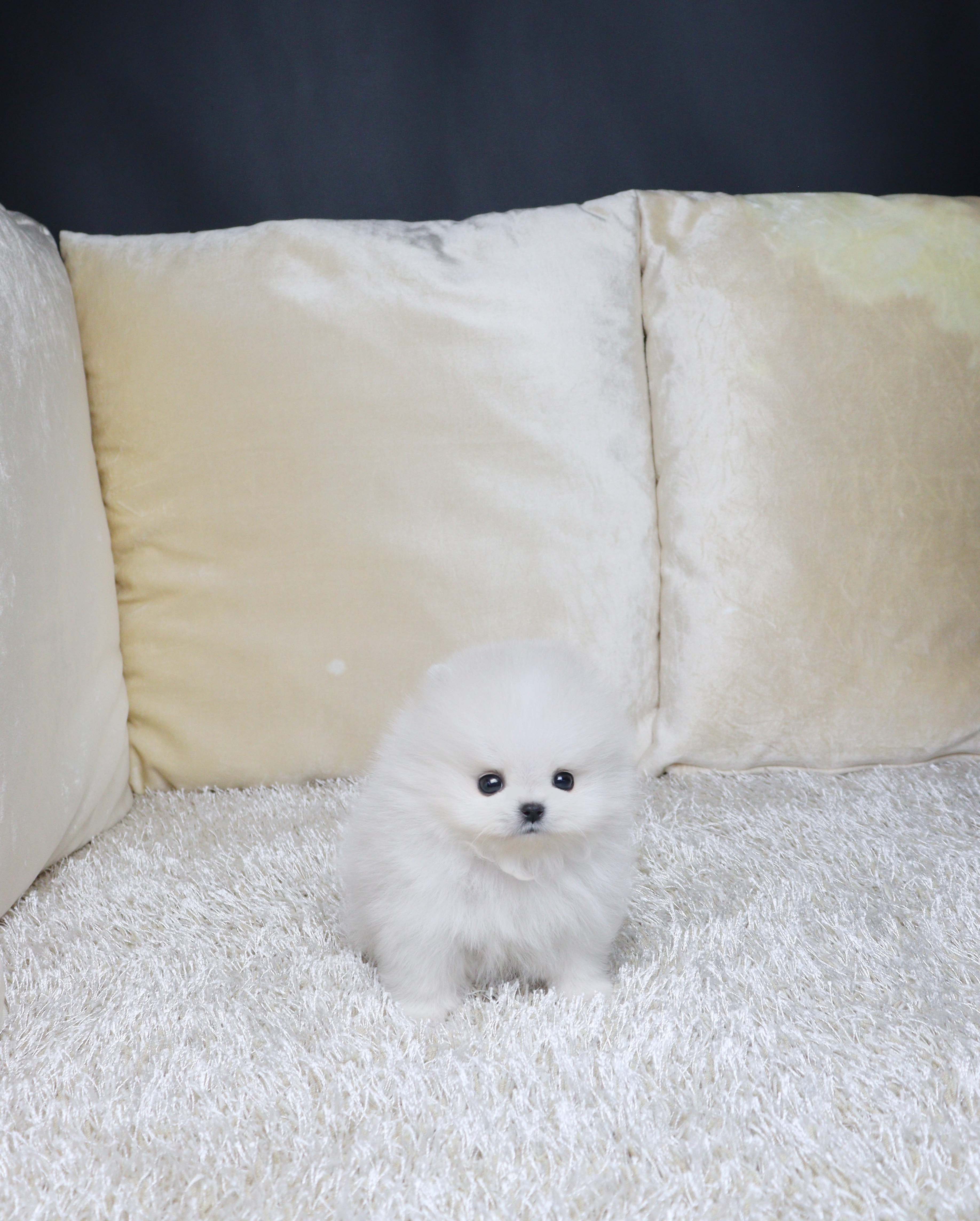 안산애견분양 포메라니안 쑈또