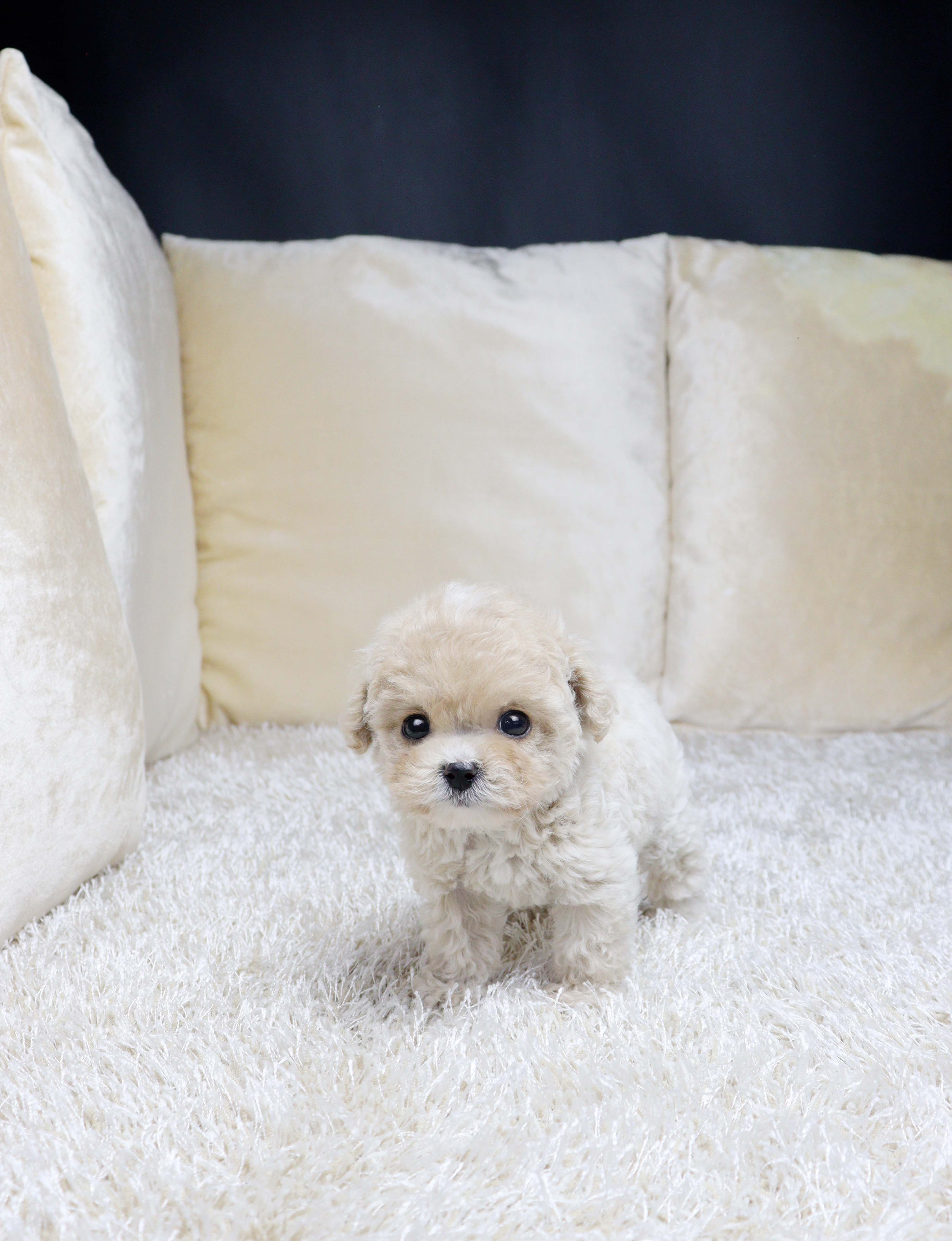 안산애견분양 말티푸 쎌라