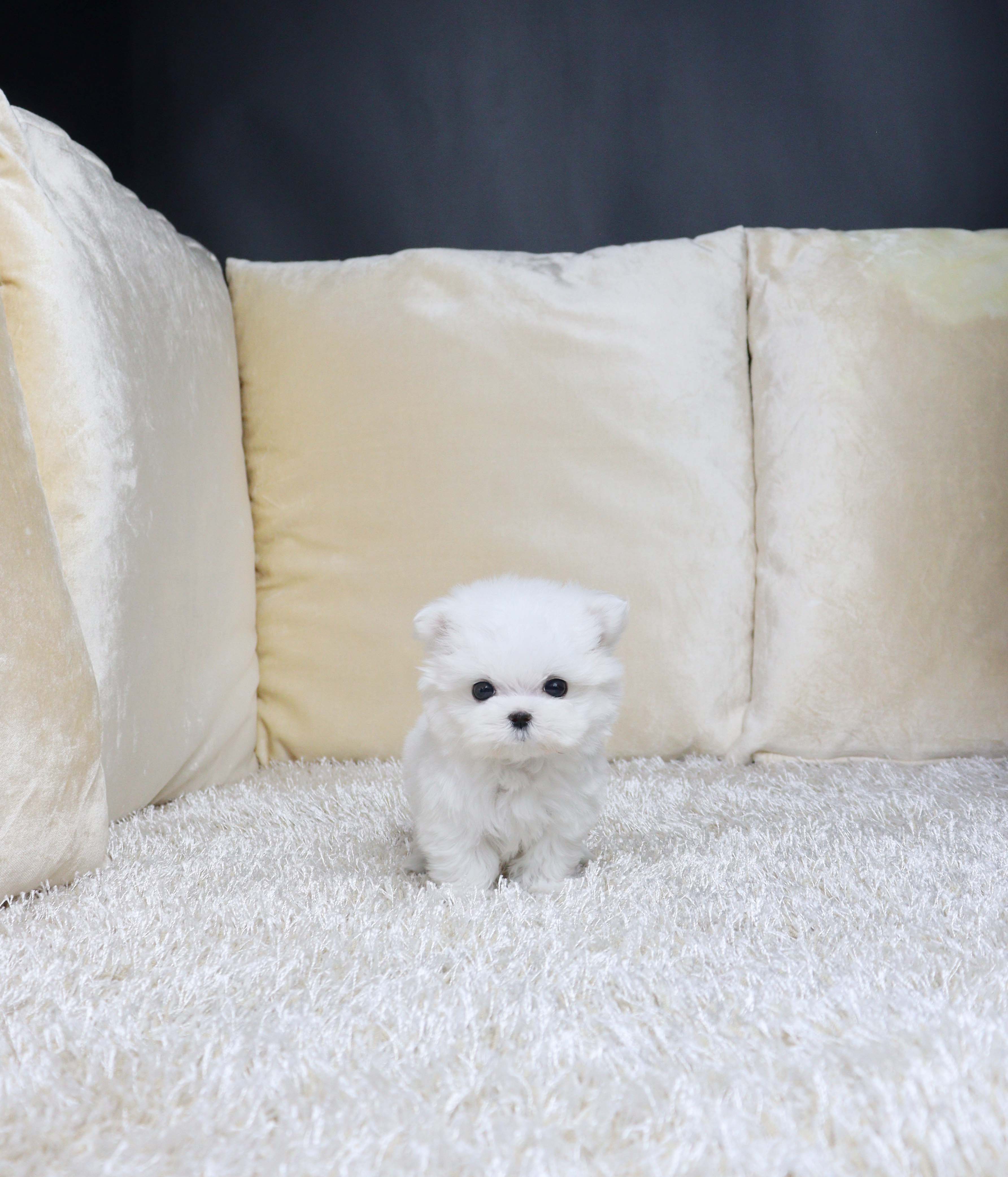 안산애견분양 말티즈 홀라