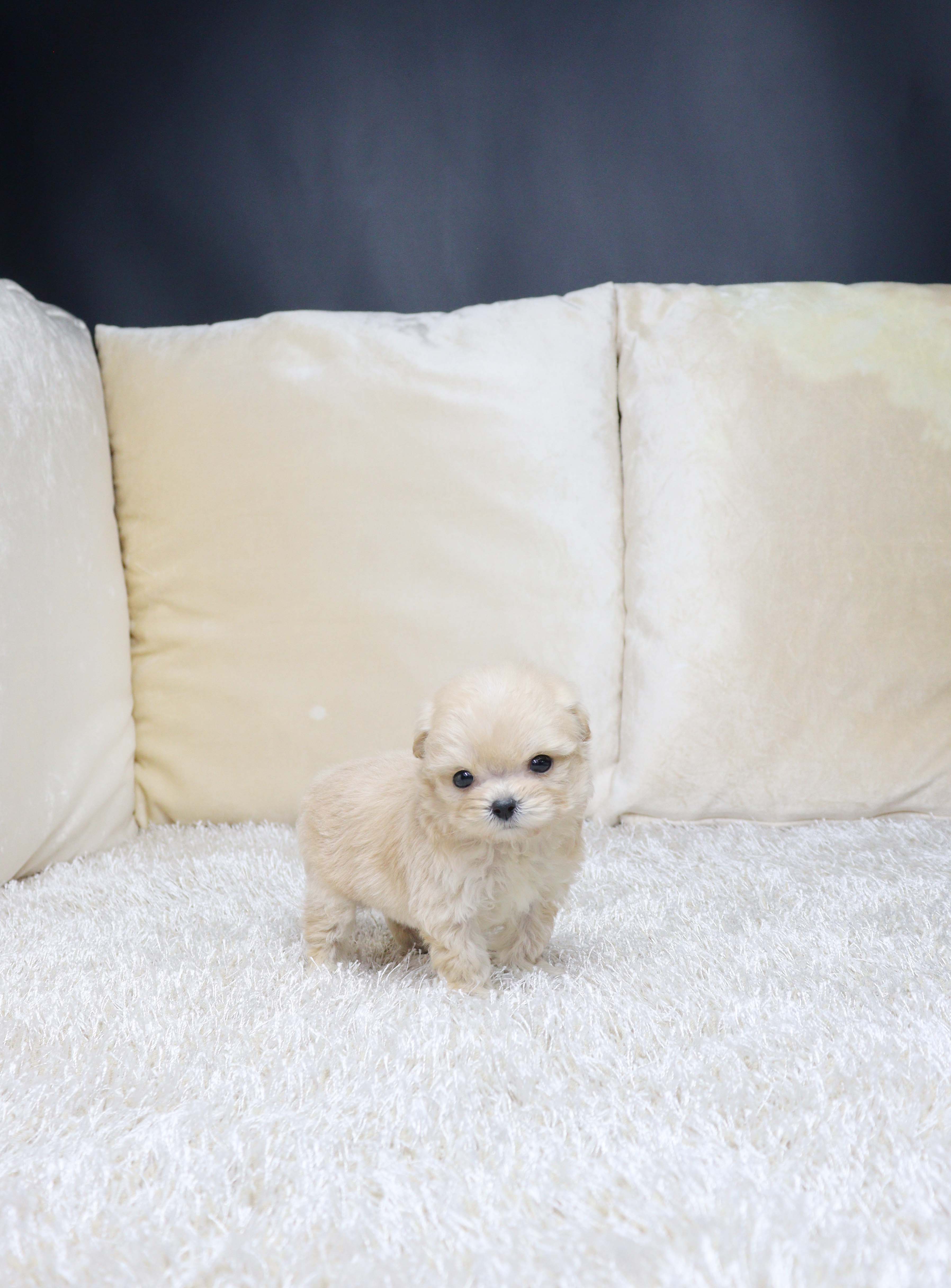 안산애견분양 말티푸 네클