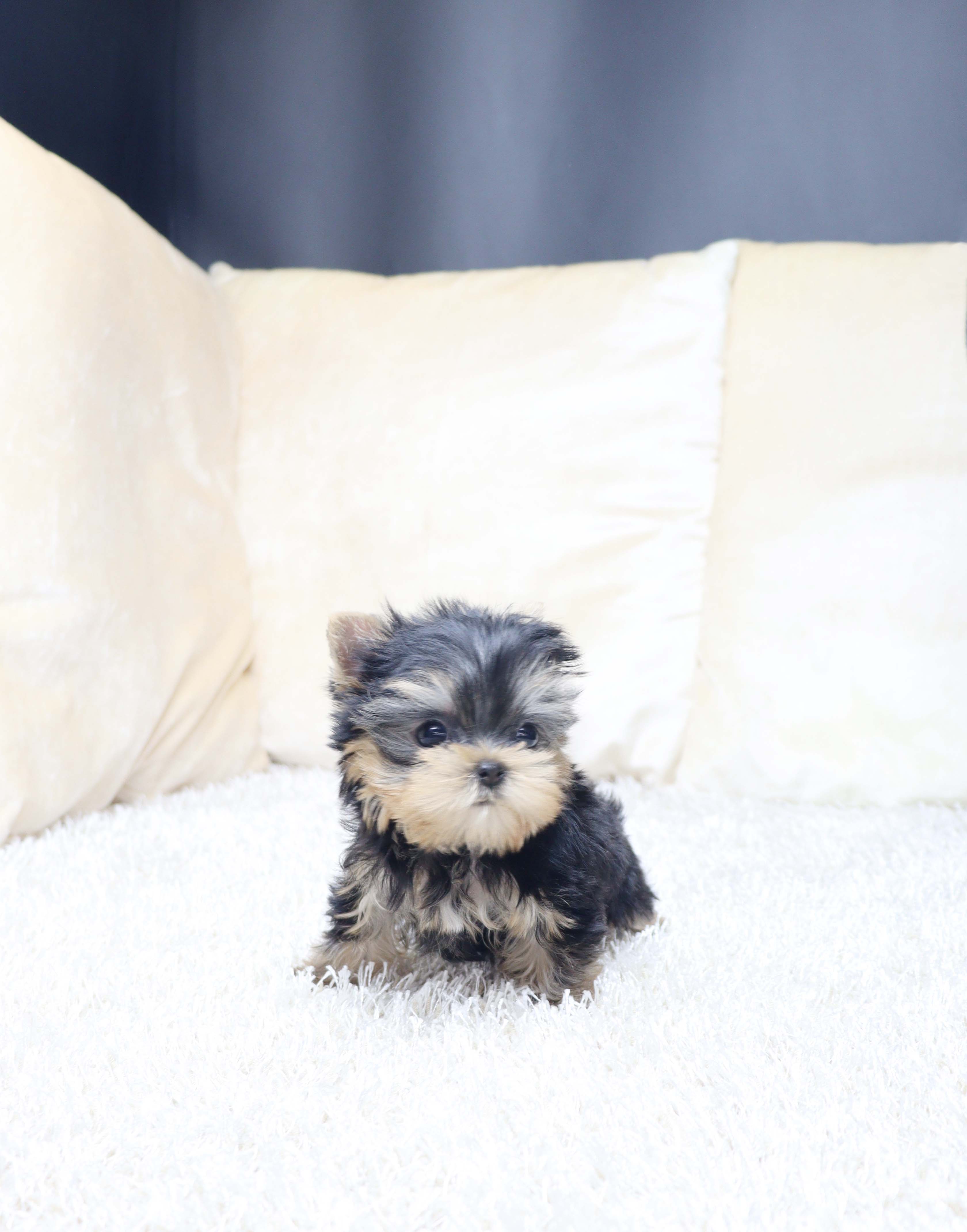 안산애견분양 요크셔테리어 아콩