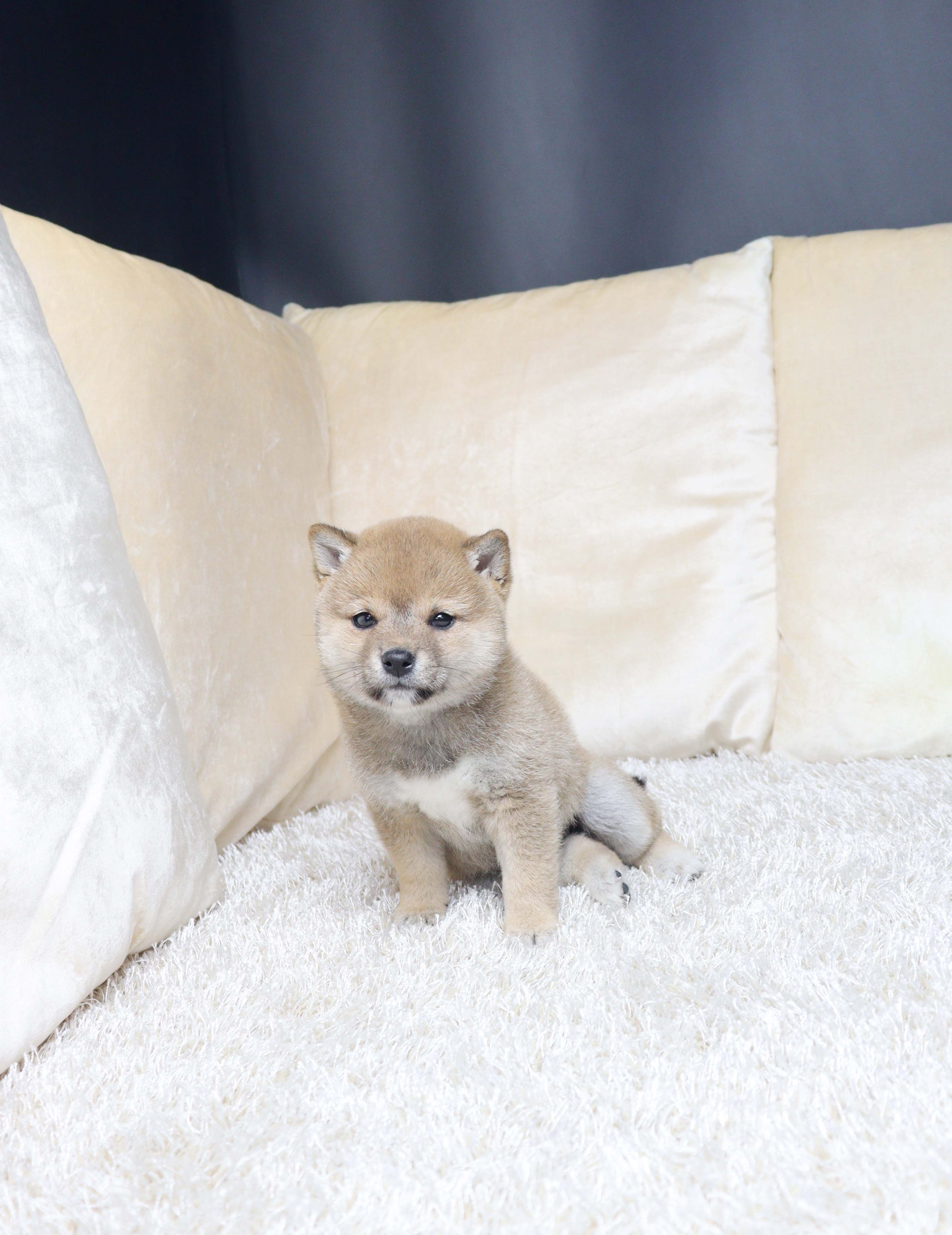 안산애견분양 시바 뭉덕 