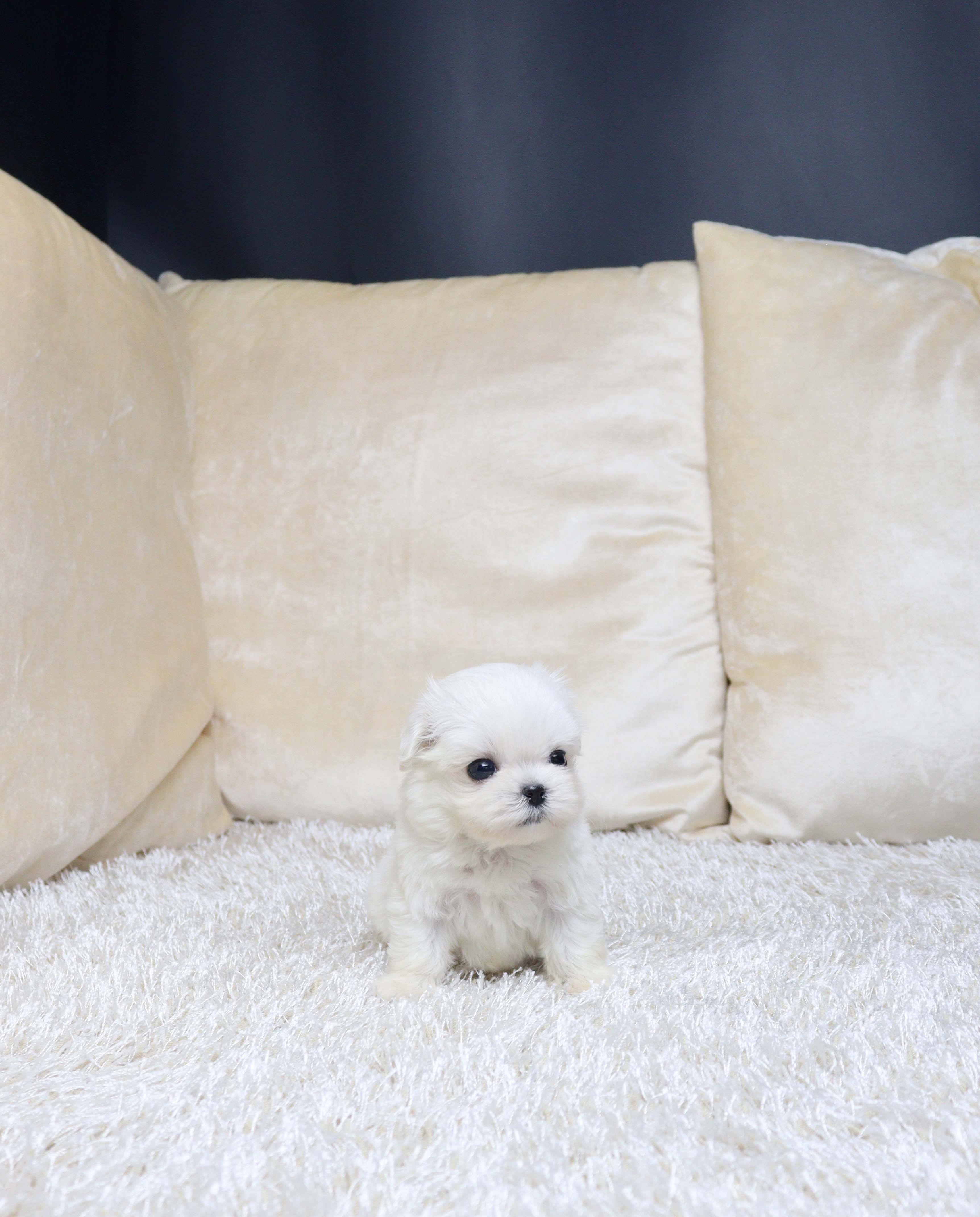 안산애견분양 말티즈 뽀랑