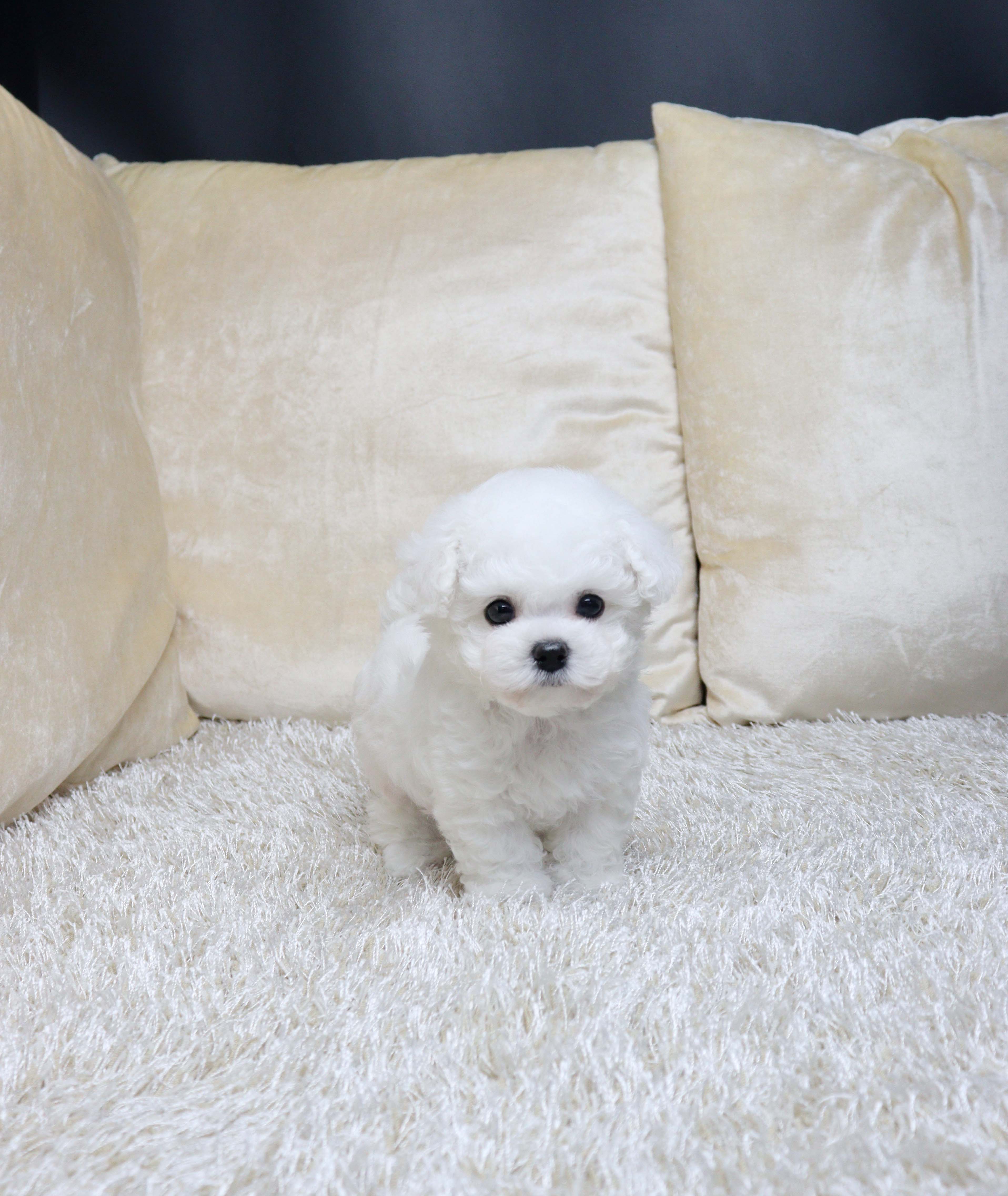 안산펫샵 비숑프리제 주런