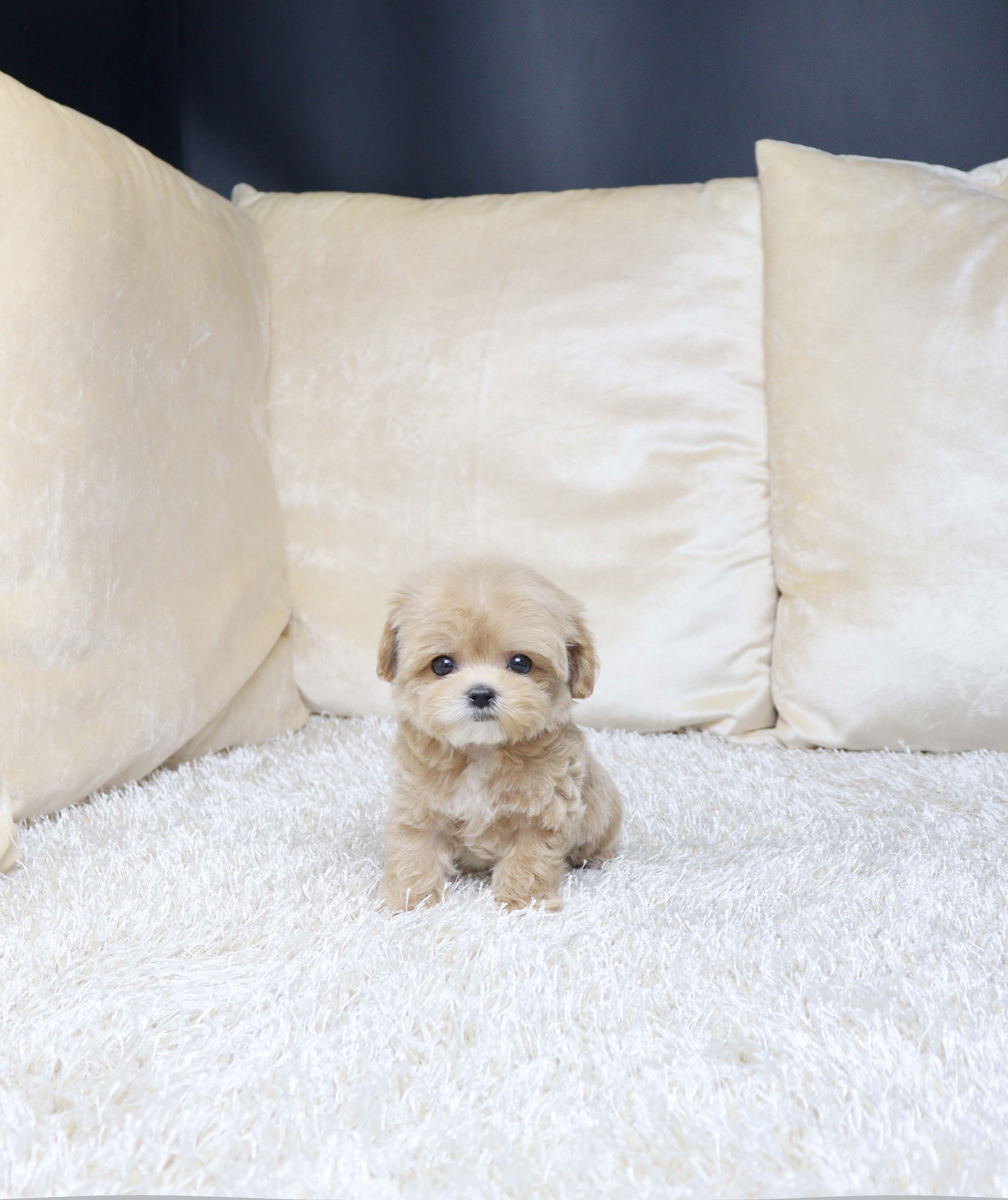 안산펫샵 말티푸 햅피