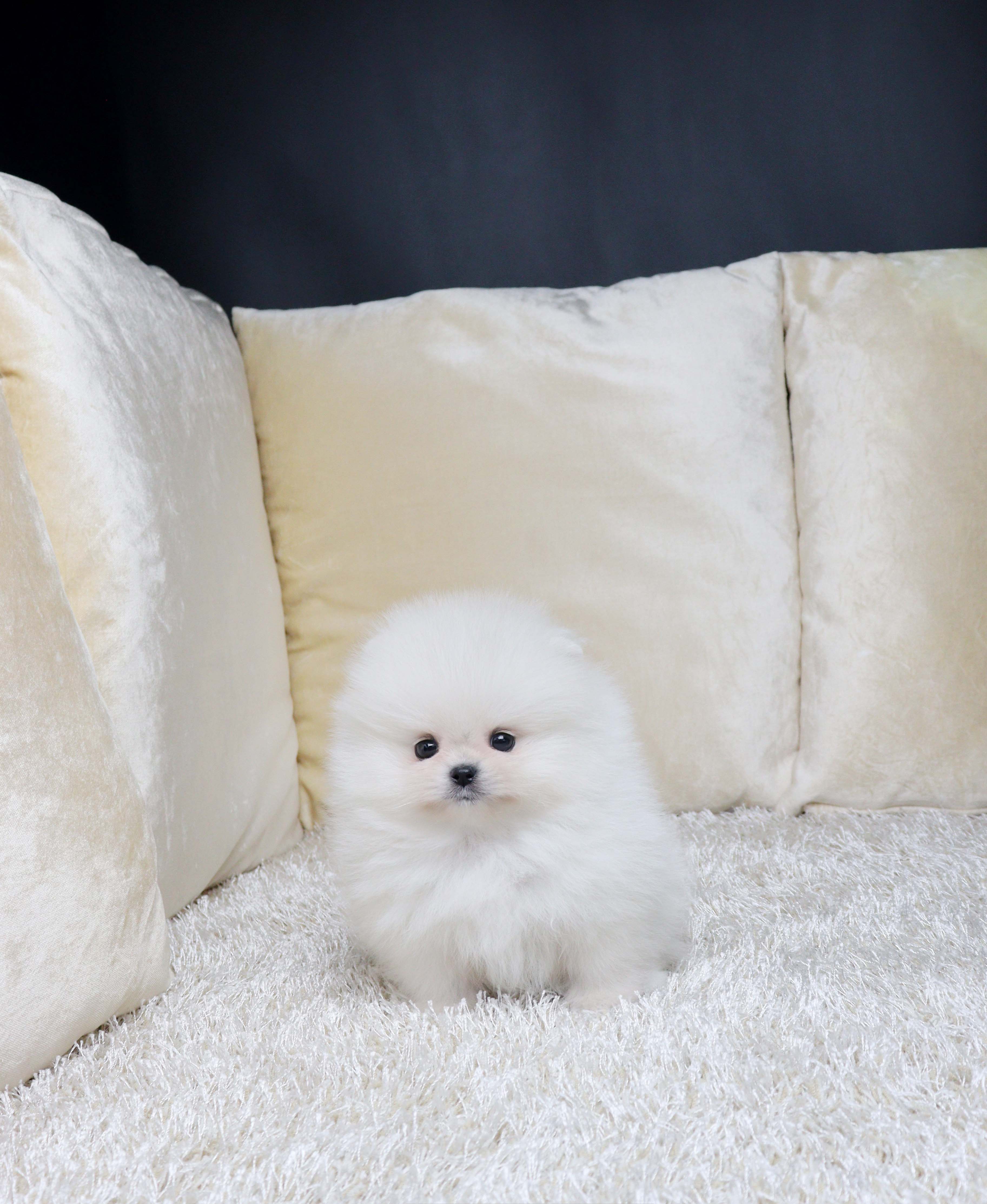 안산펫샵 포메라니안 뽐뿌