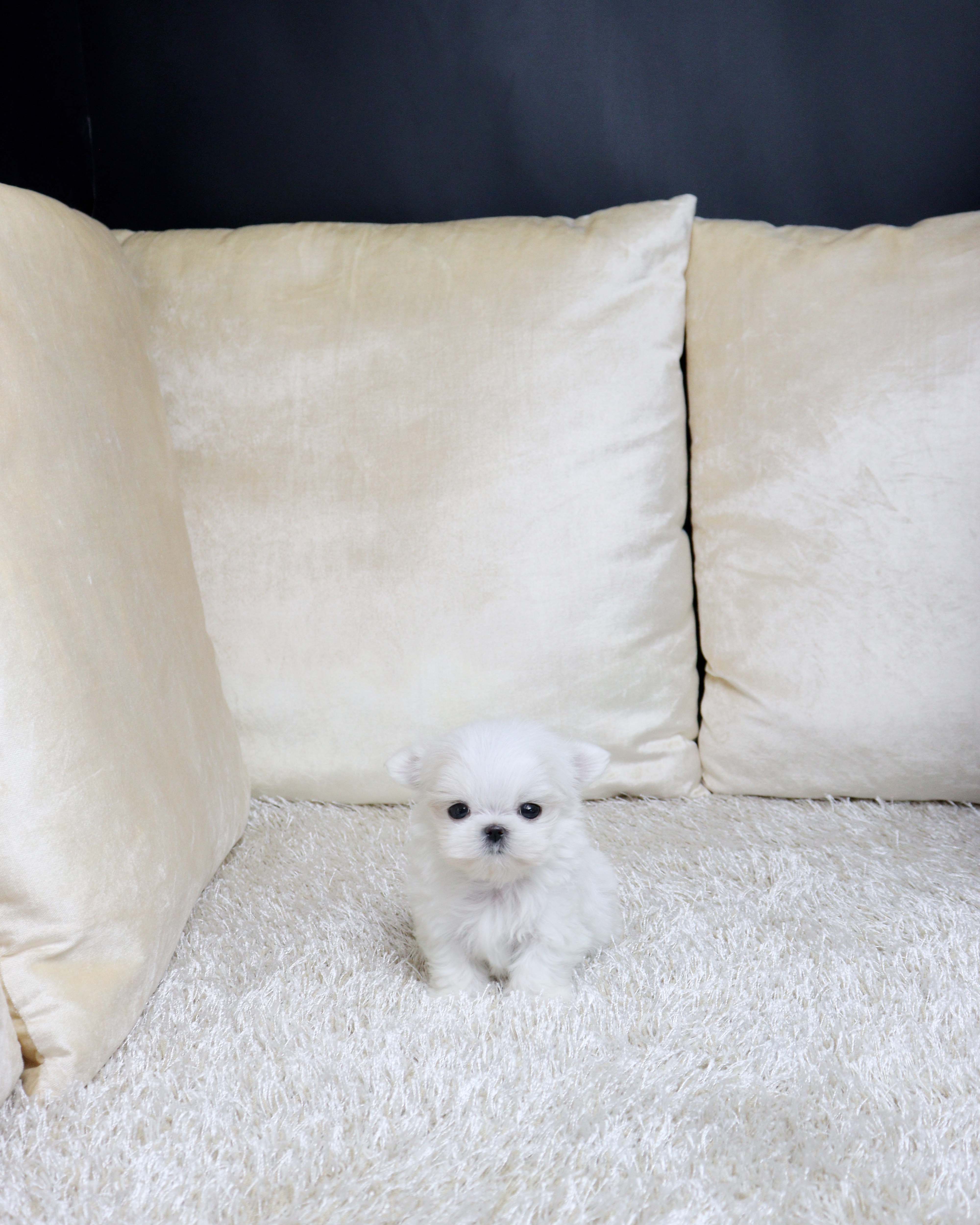 안산애견샵 말티즈 홀랭