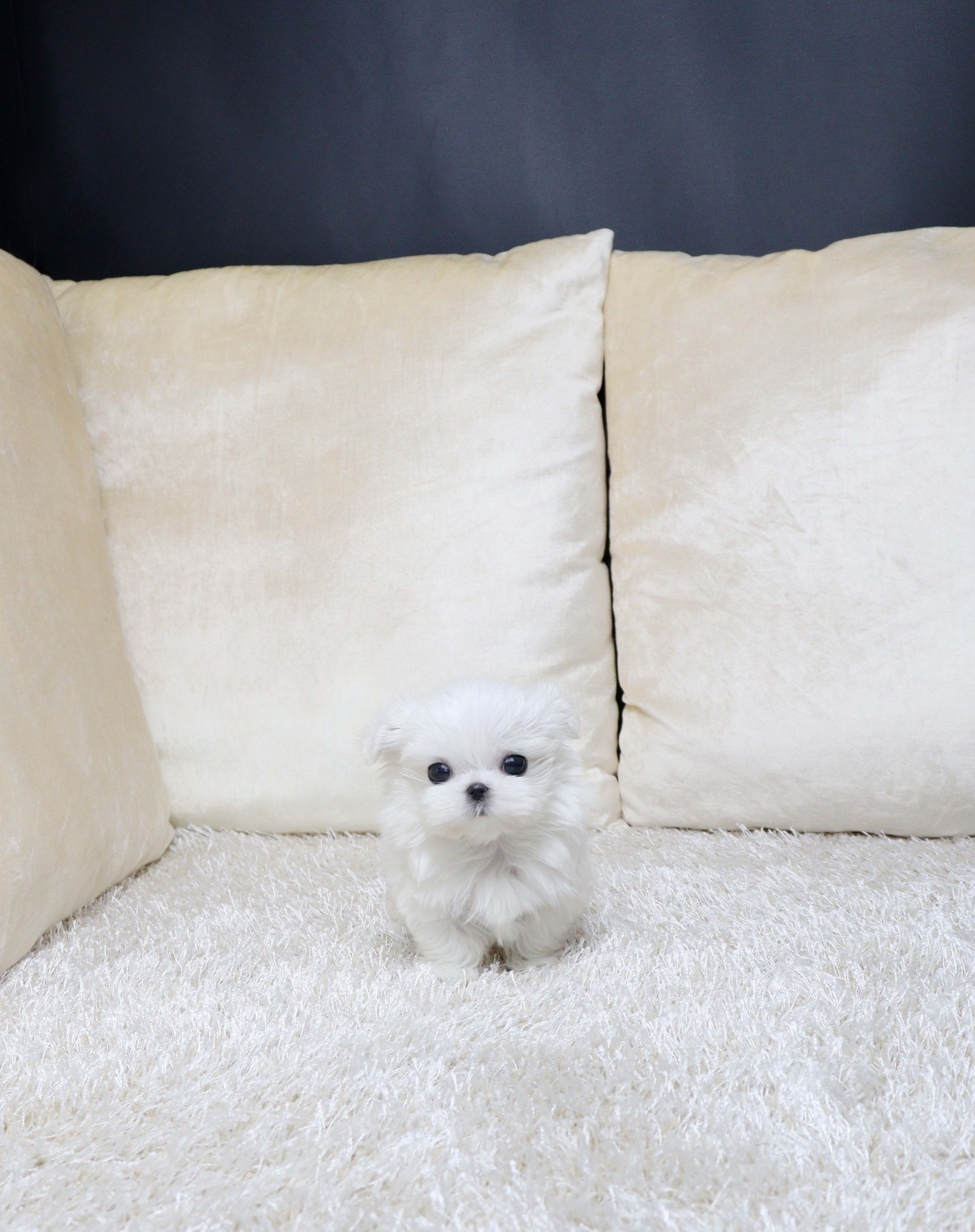 안산애견샵 말티즈 매듀