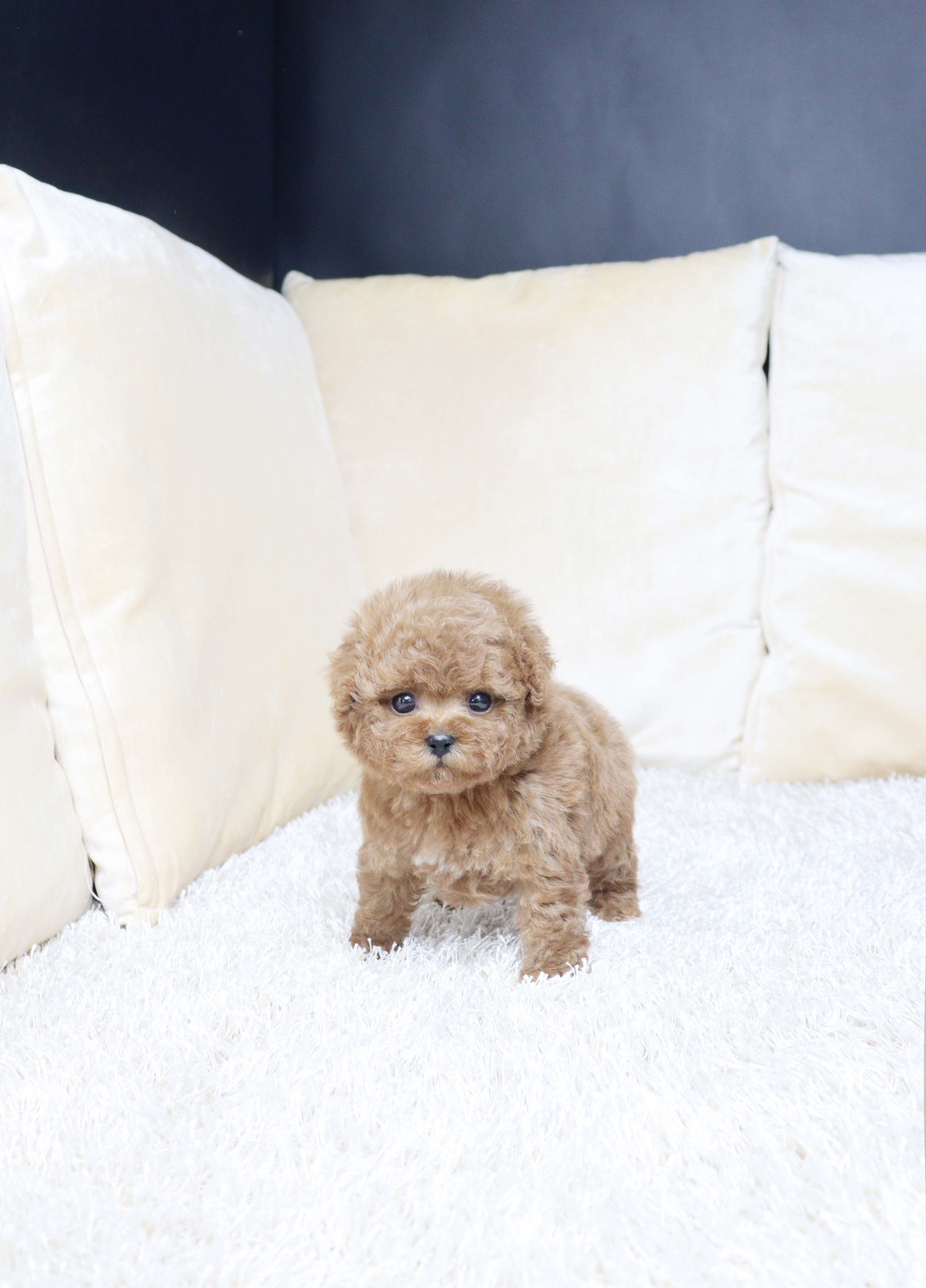 안산애견샵 푸들 우본