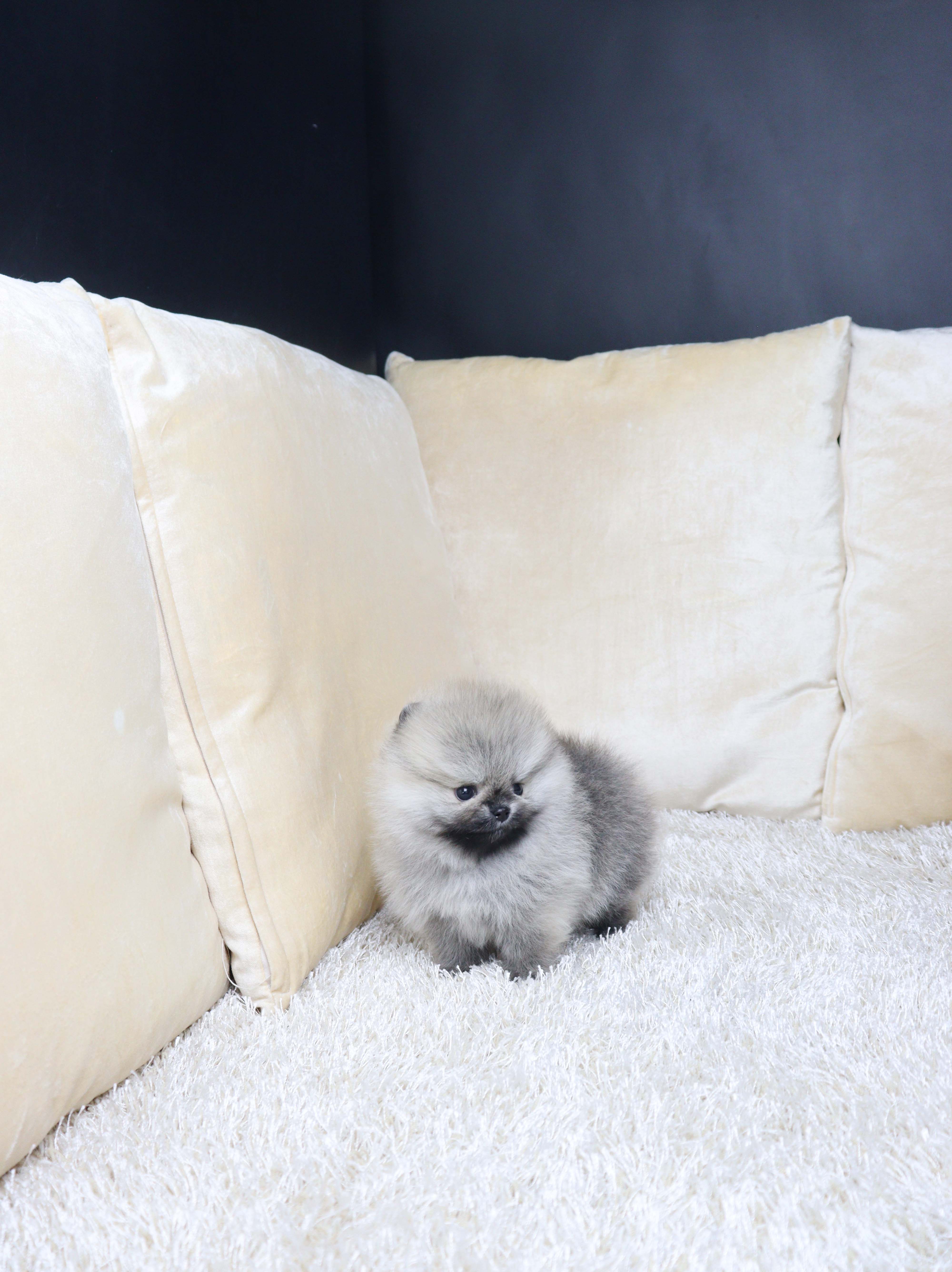 안산애견샵 포메라니안 햄뽁