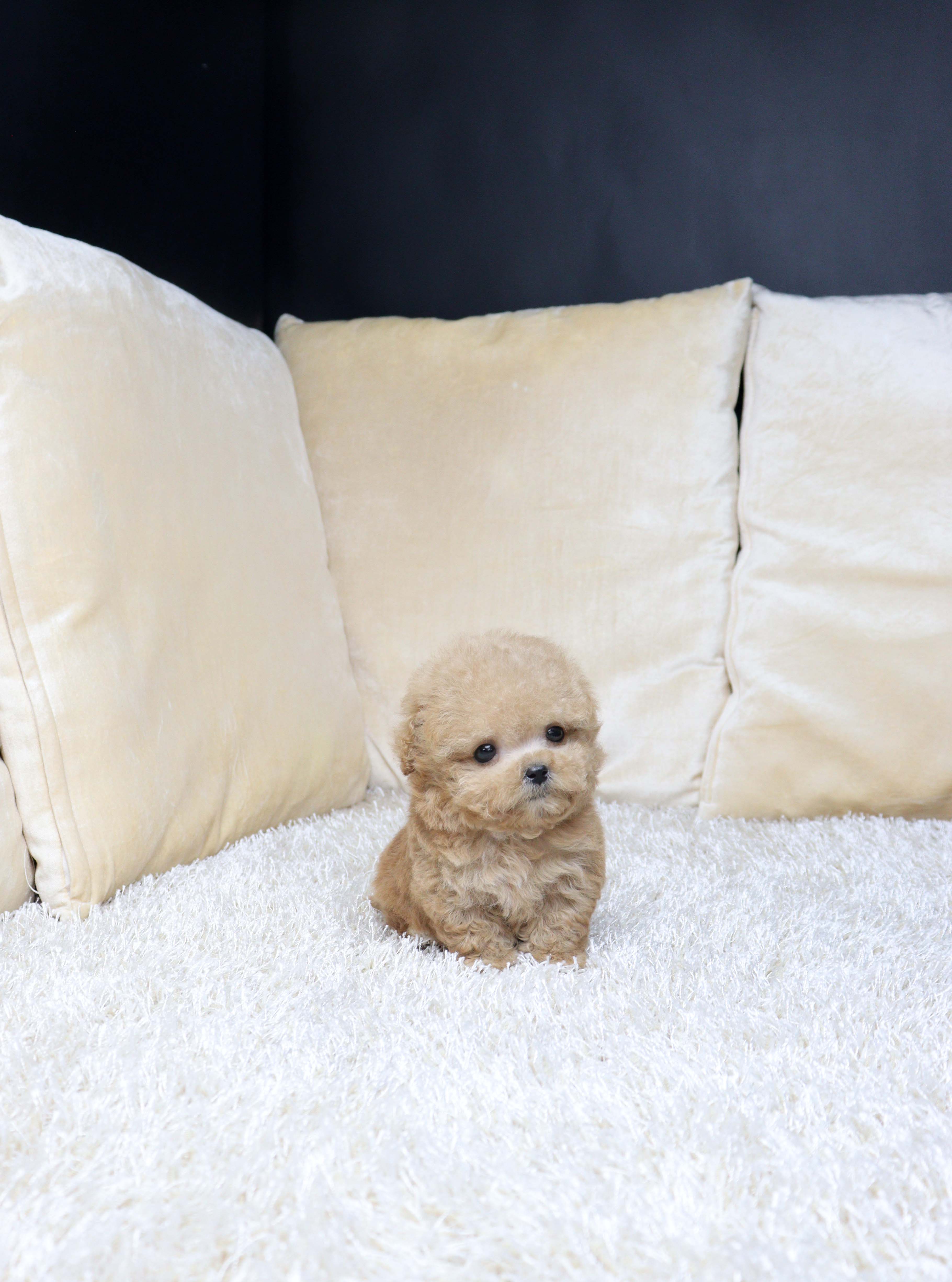 안산애견샵 말티푸 하퐁