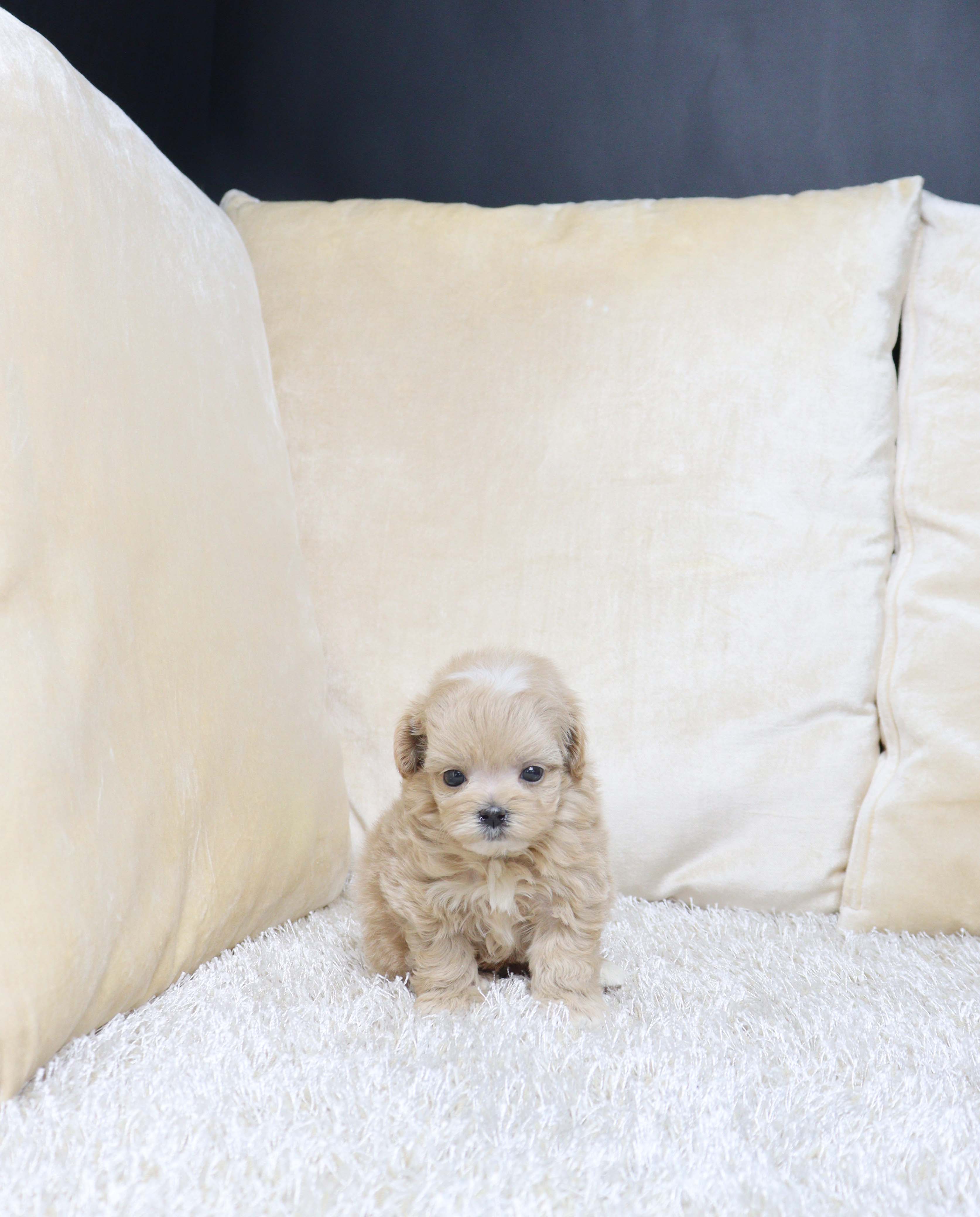 안산애견샵 말티푸 단화