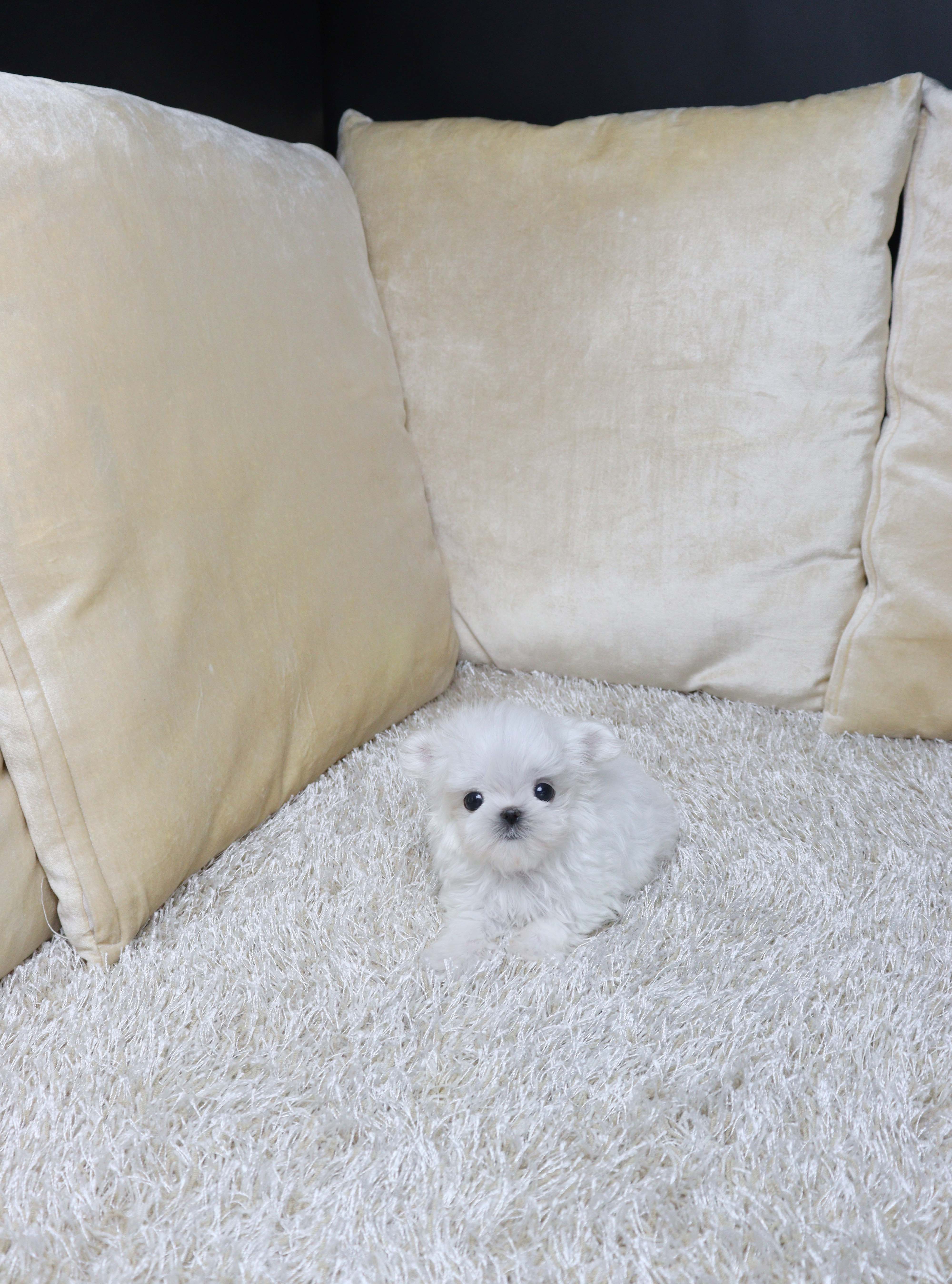 안산애견샵 말티즈 몰랭