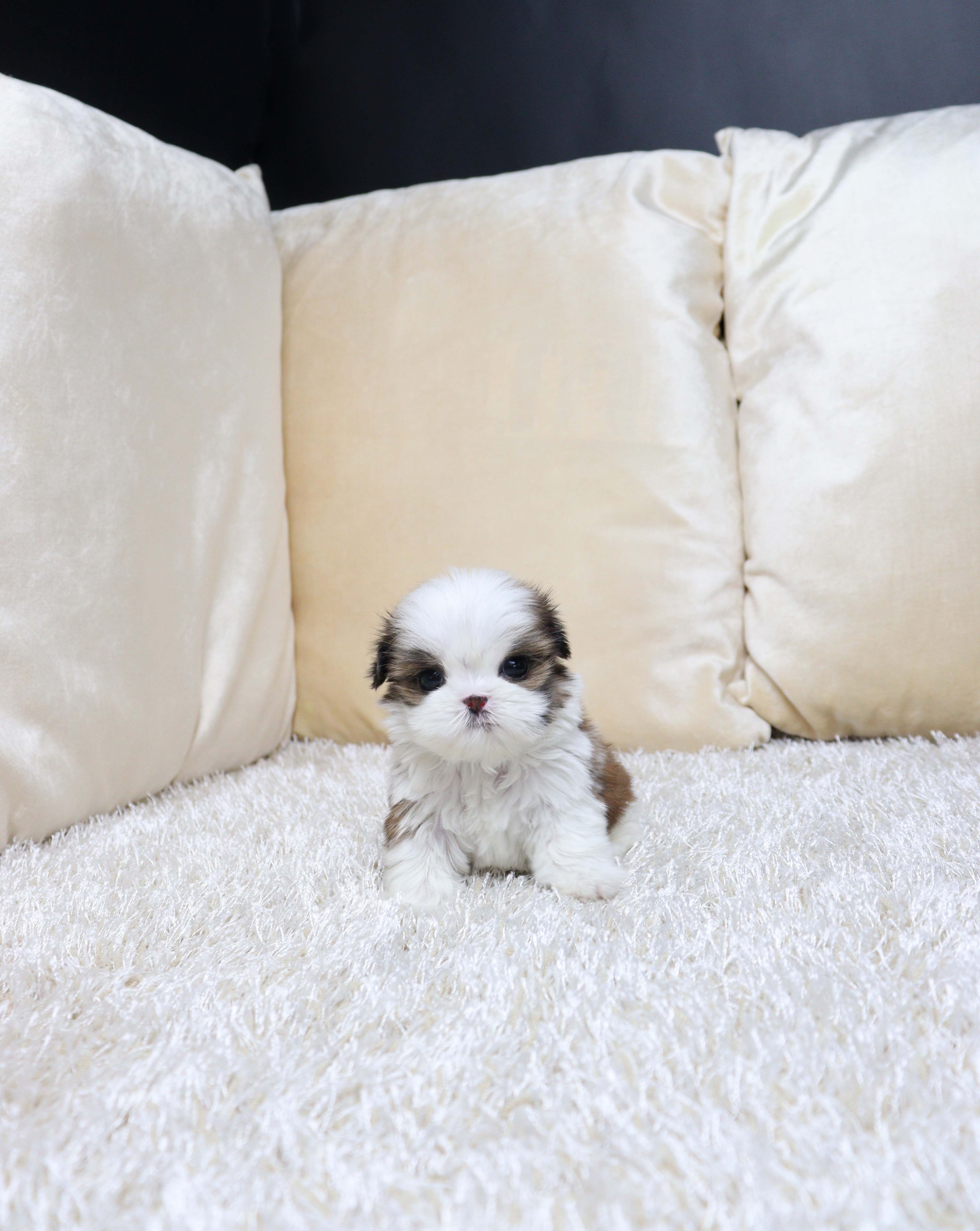 안산펫샵 시추 뚱뚠