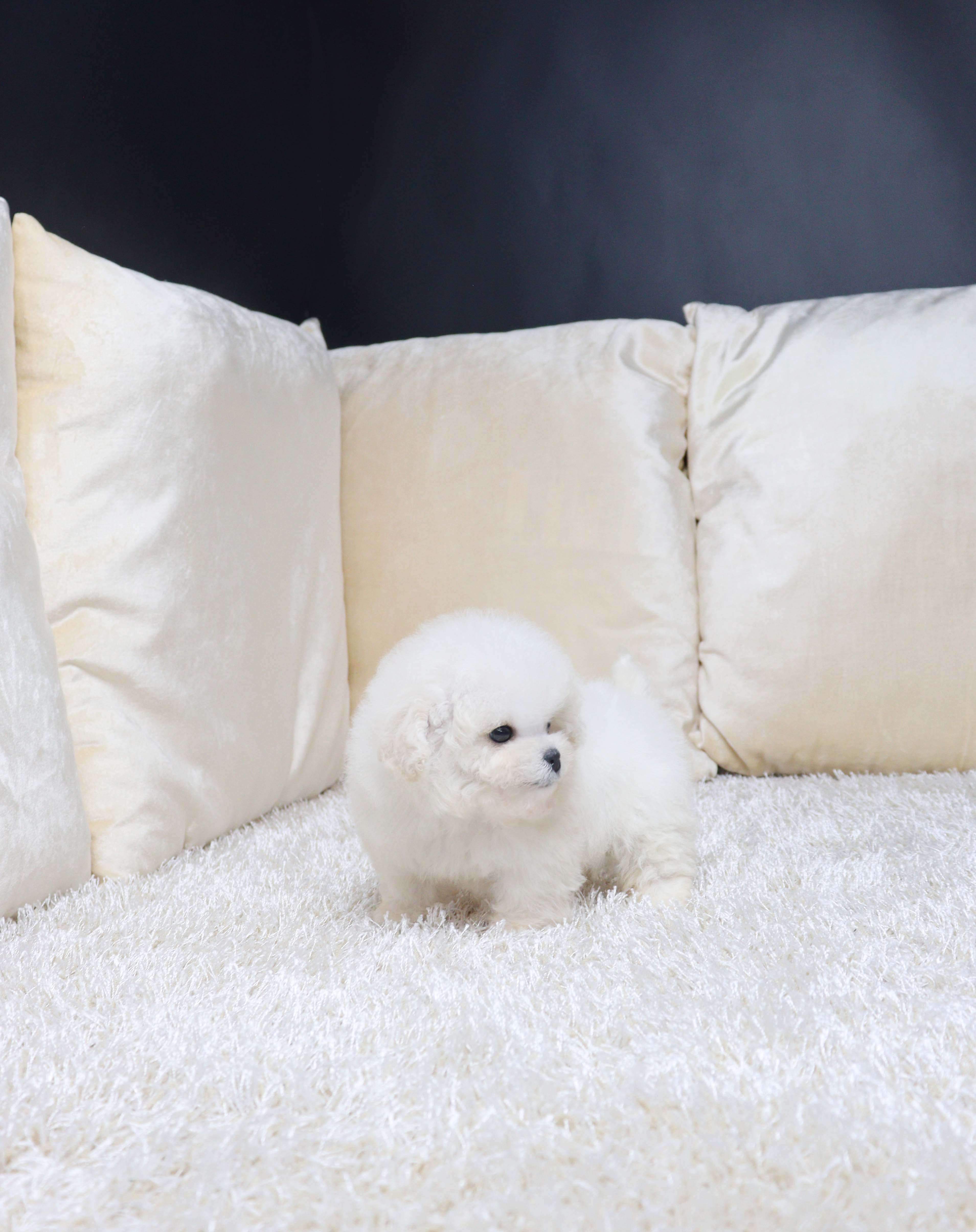 안산펫샵 비숑프리제 소쿱