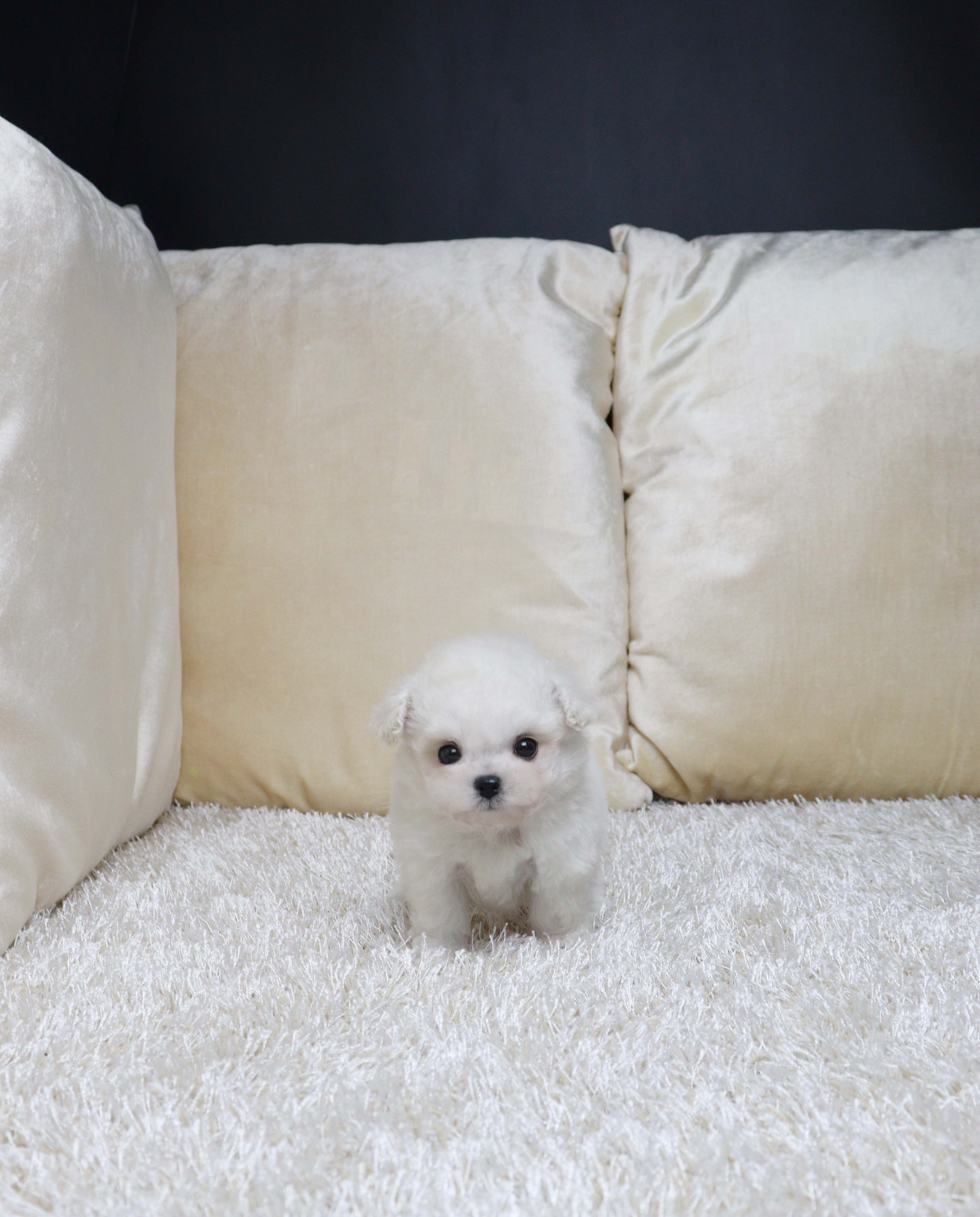 안산펫샵 비숑프리제 뽀득