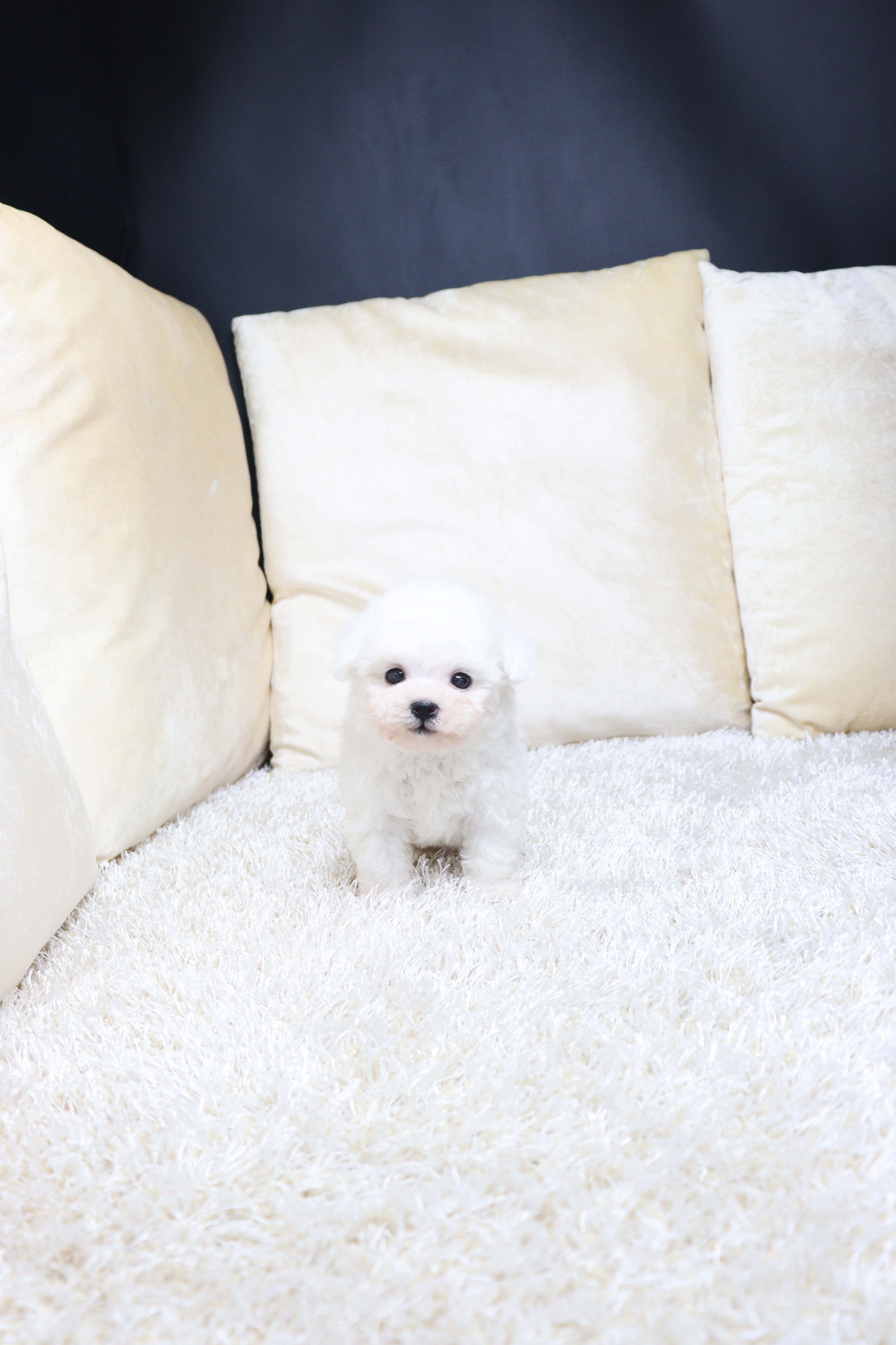 안산펫샵 비숑프리제 나타