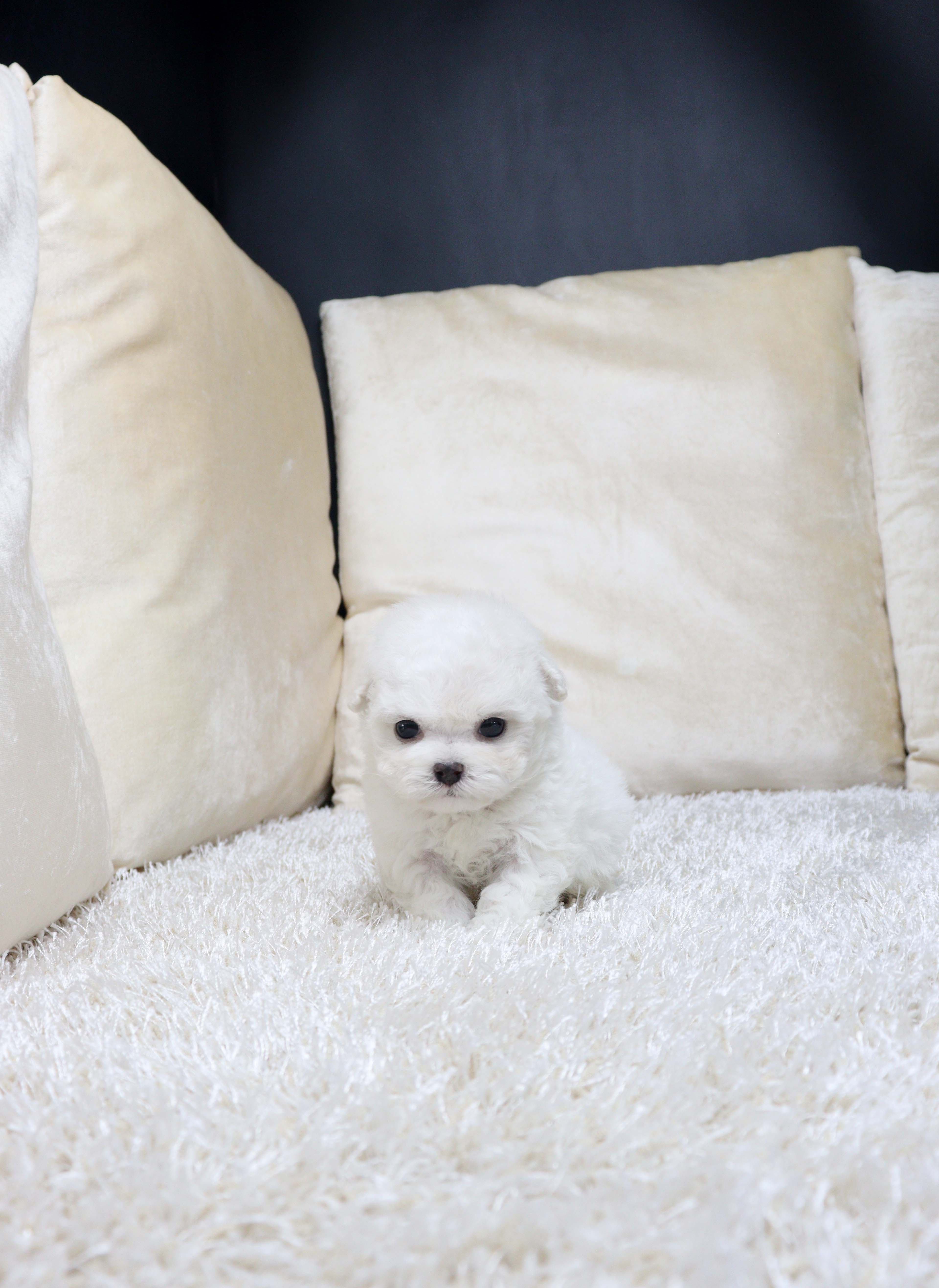 안산펫샵 비숑프리제 솔롱